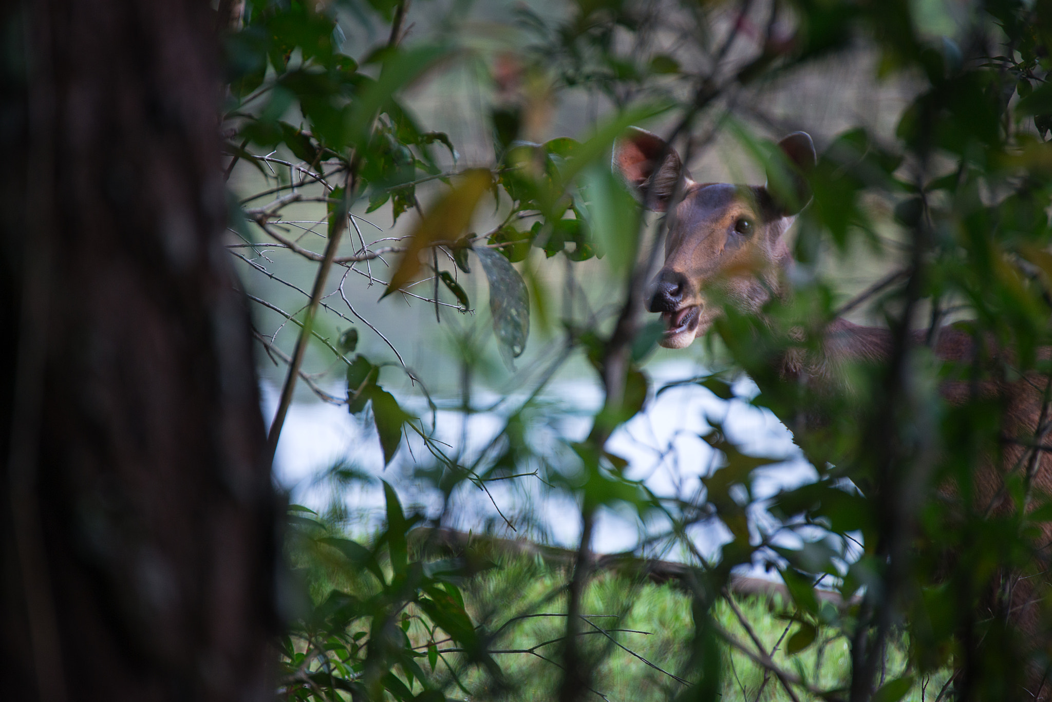 Nikon D800E sample photo. The gazelles photography