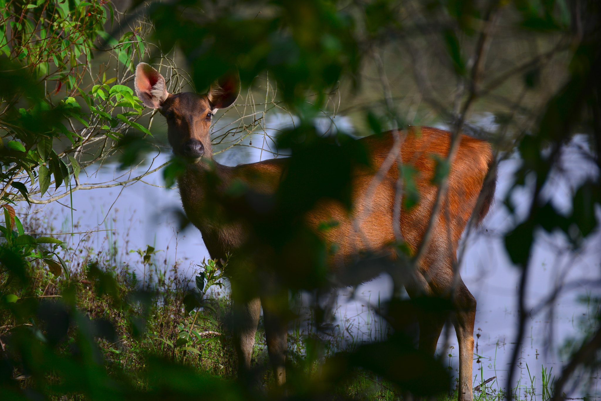 Nikon D800E sample photo. The gazelles photography
