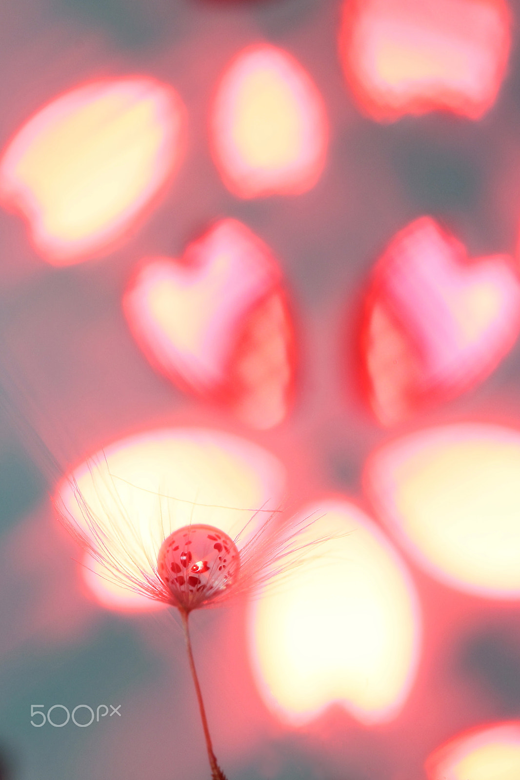 Canon EF 100mm F2.8 Macro USM sample photo. Wild dance photography
