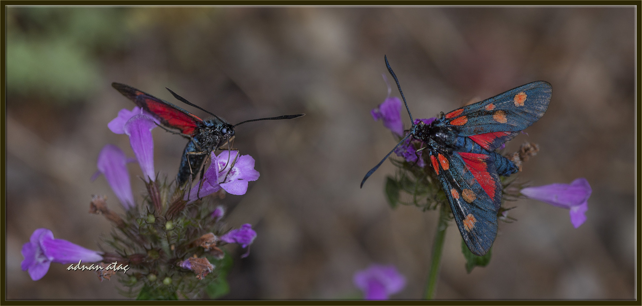 Nikon D5 sample photo. 5 benekli çayırgüvesi - zygaena trifolii - five spot burnet photography