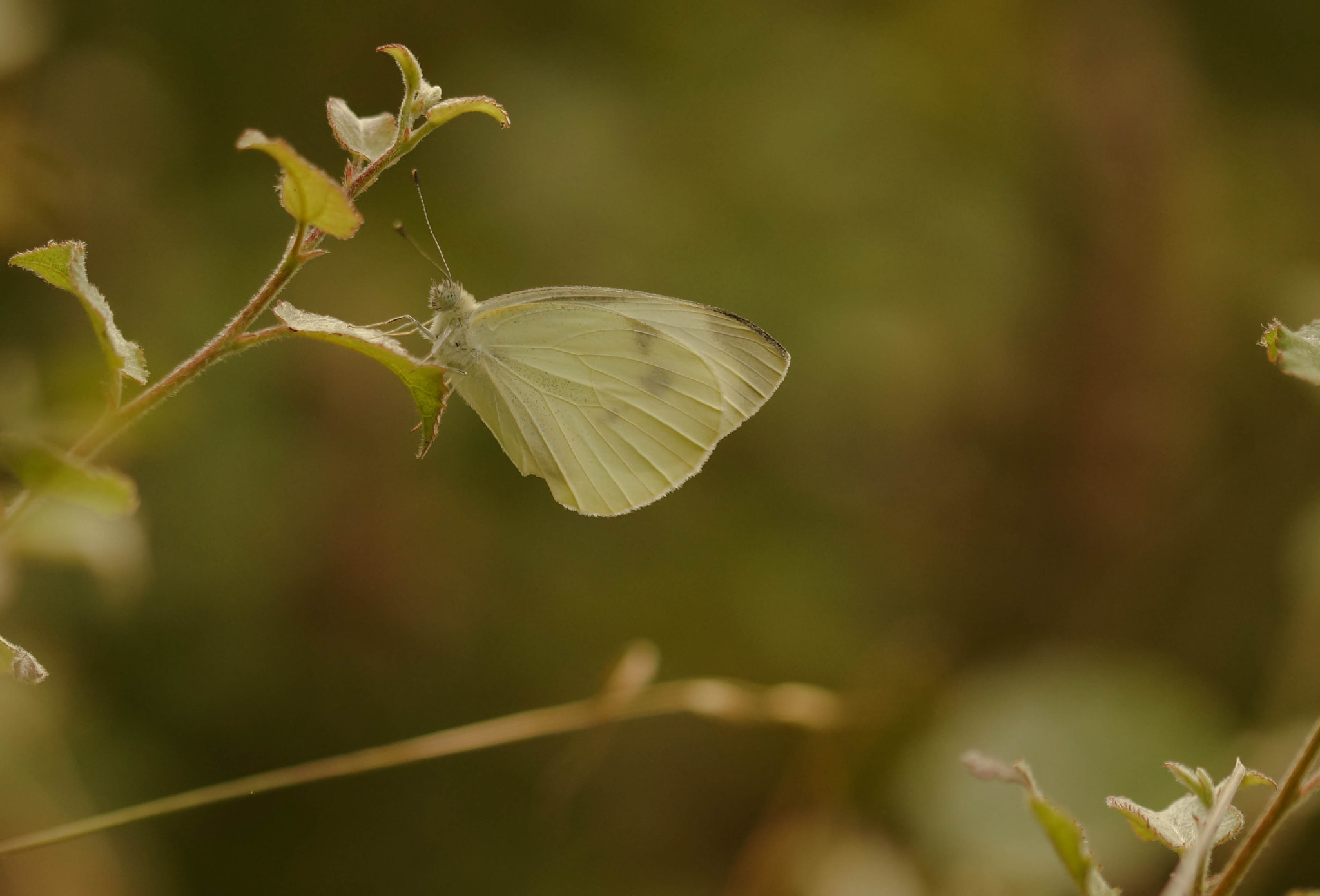 Sony SLT-A57 + 105mm F2.8 sample photo. Finesse photography