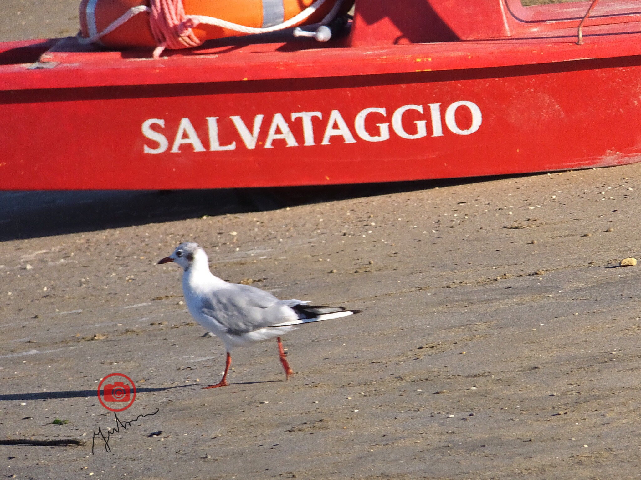 Fujifilm FinePix F900EXR sample photo. The seagull lifeguard photography