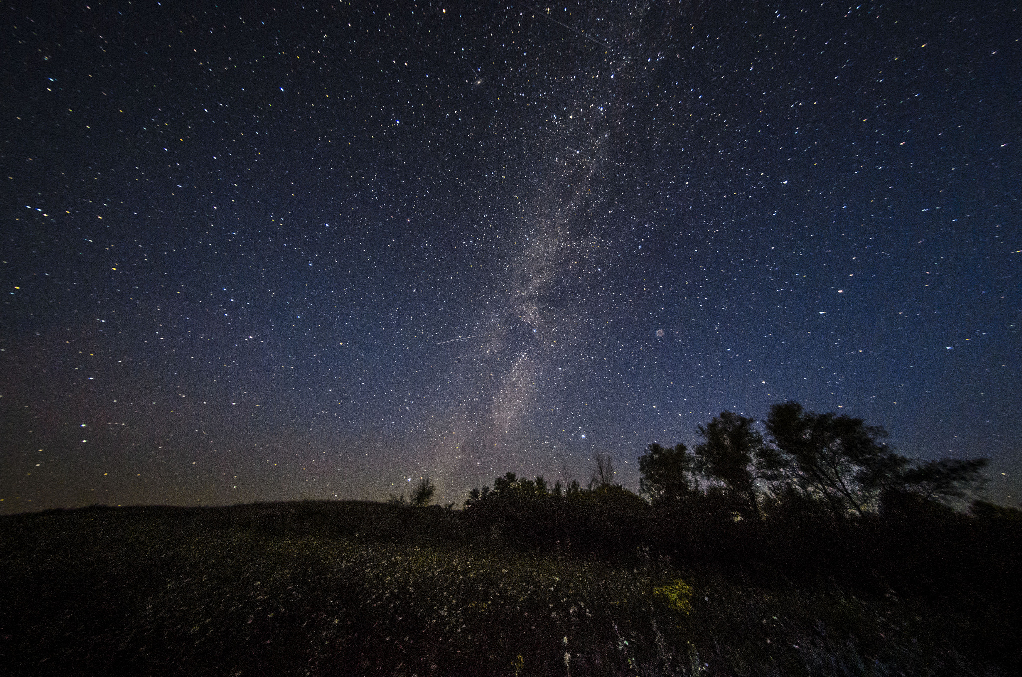 Nikon D7000 + Samyang 8mm F3.5 Aspherical IF MC Fisheye sample photo. Wild photography