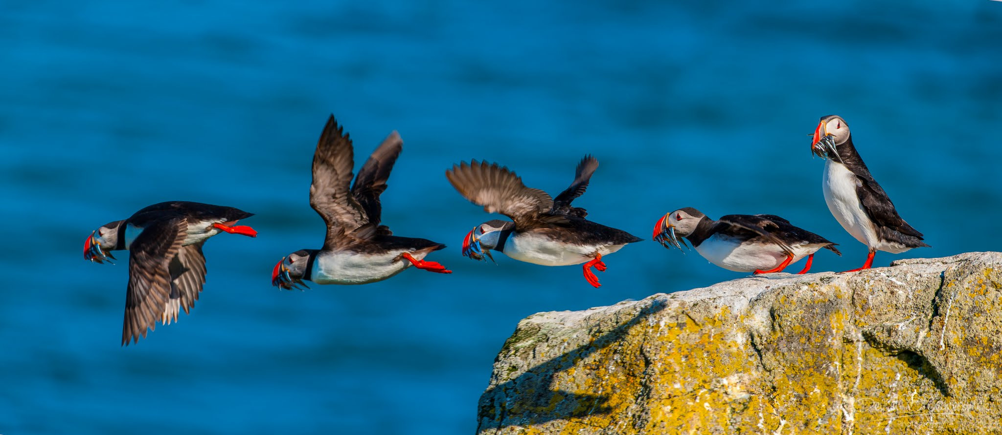 Nikon AF-S Nikkor 200-500mm F5.6E ED VR sample photo. Puffin take-off pano photography