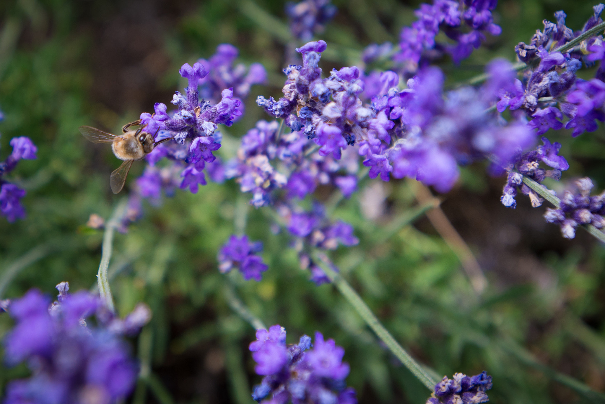 Nikon AF-S Nikkor 17-35mm F2.8D ED-IF sample photo. Bee and lavender photography