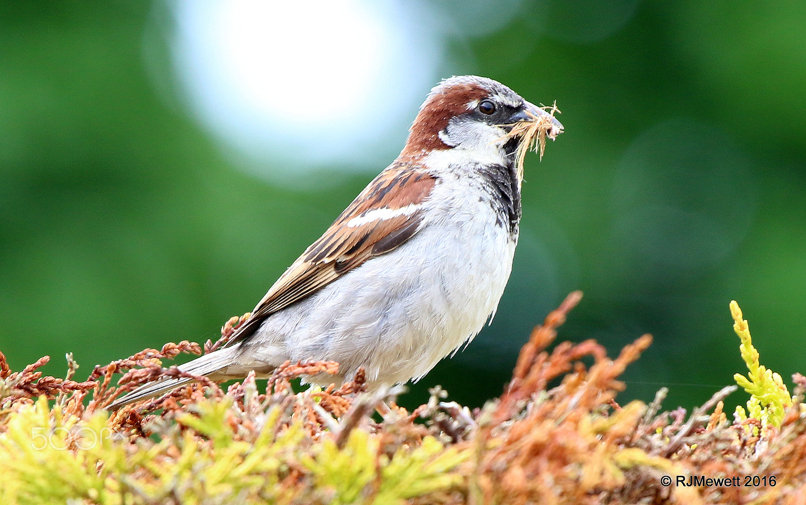Canon EOS 70D + Canon EF 100-400mm F4.5-5.6L IS USM sample photo. House sparrow....collecting photography
