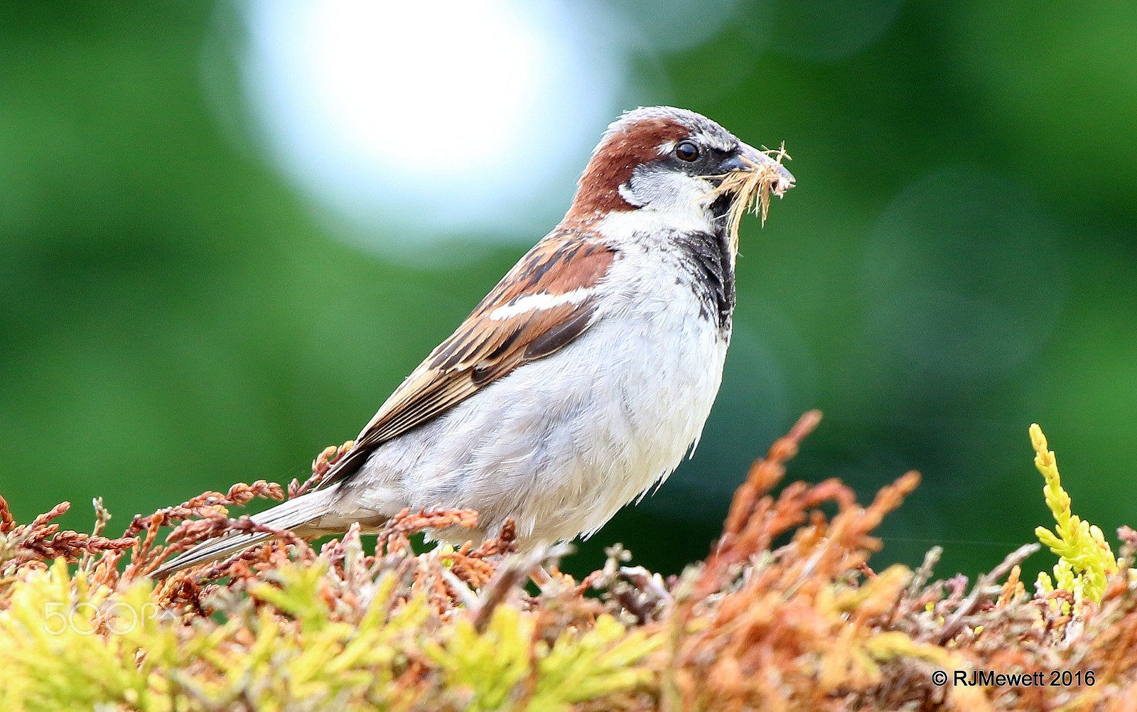 Canon EF 100-400mm F4.5-5.6L IS USM sample photo. House sparrow....collecting photography