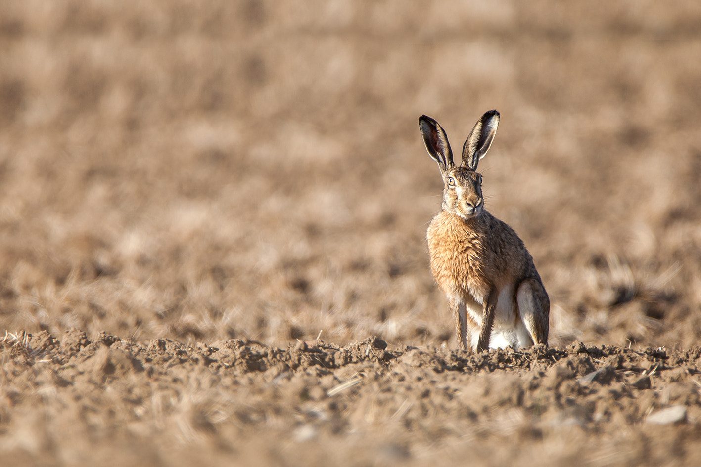Tamron SP 150-600mm F5-6.3 Di VC USD sample photo. Hare photography