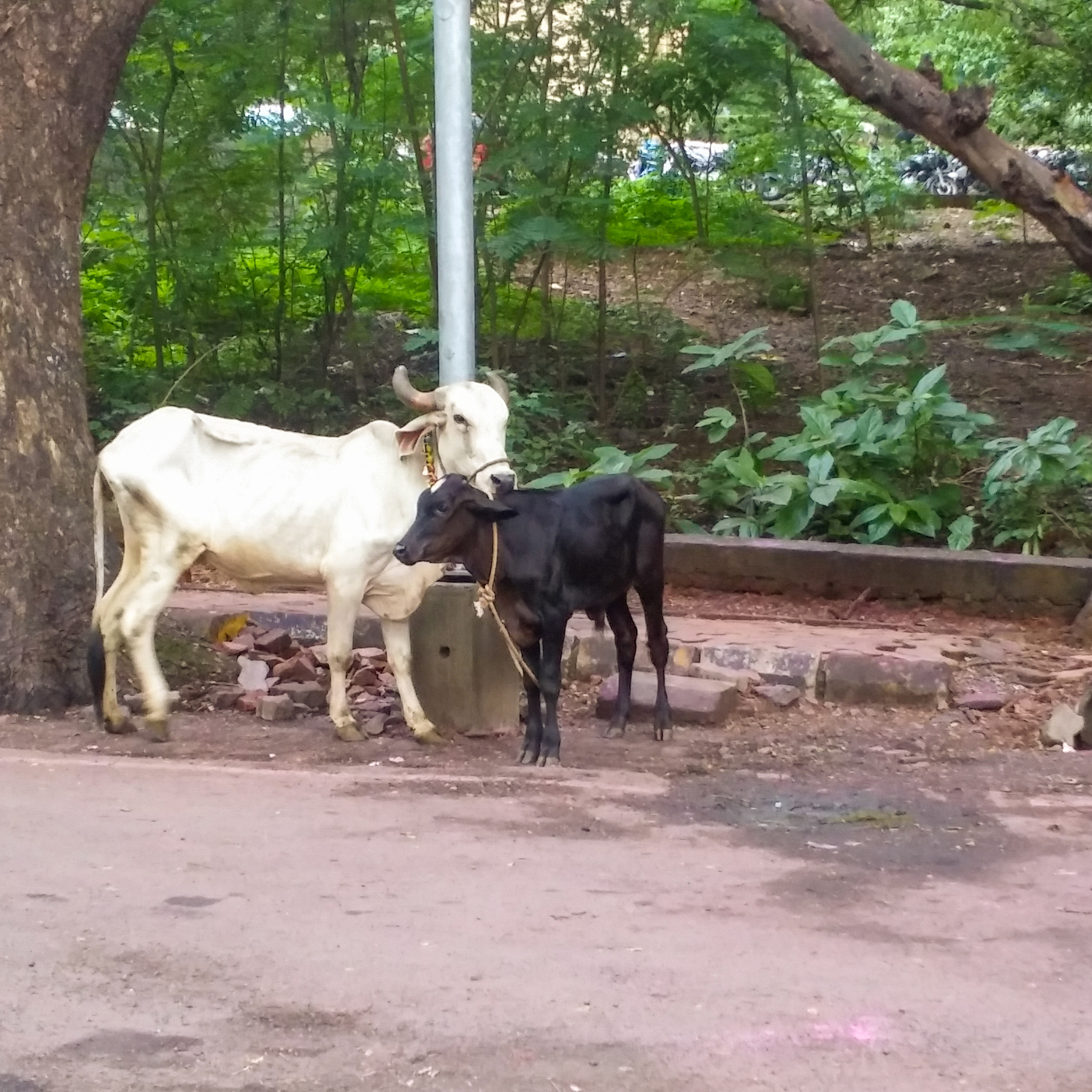 LG G Pro2 sample photo. Mother and child photography