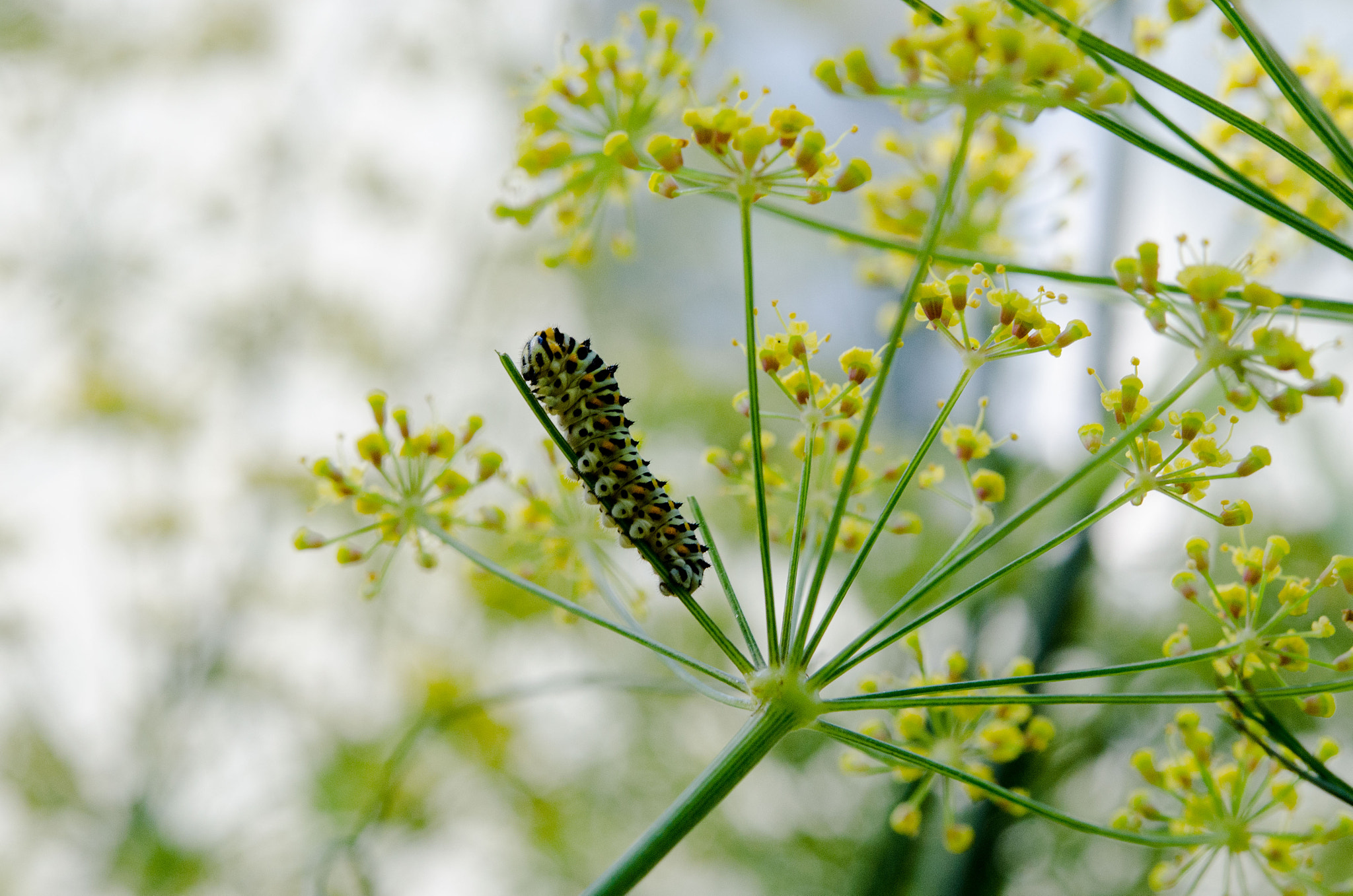 Nikon D7000 + Nikon AF-S Micro-Nikkor 60mm F2.8G ED sample photo. Caterpillar in fennel photography