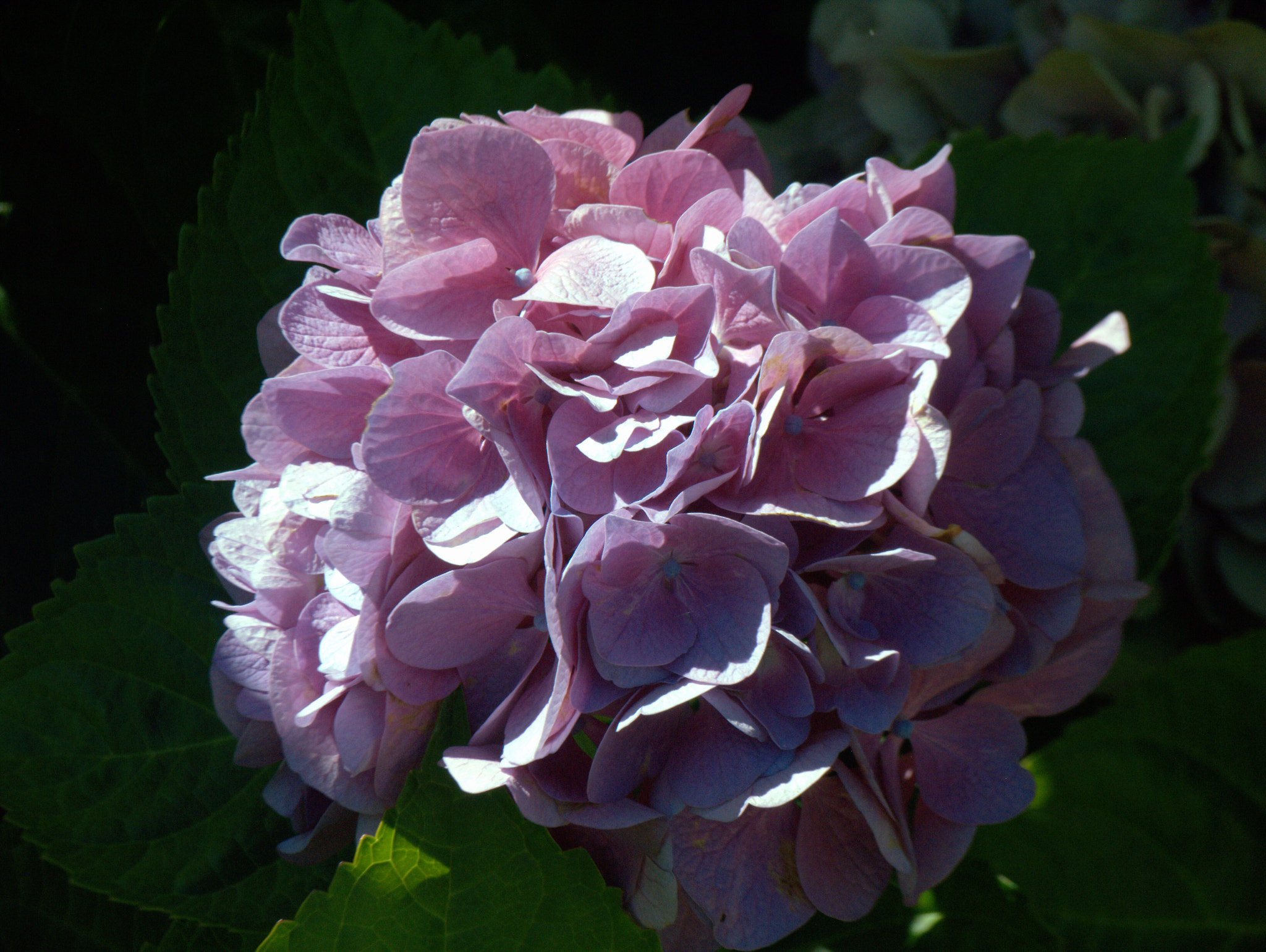 Canon POWERSHOT PRO1 sample photo. Pink flower photography