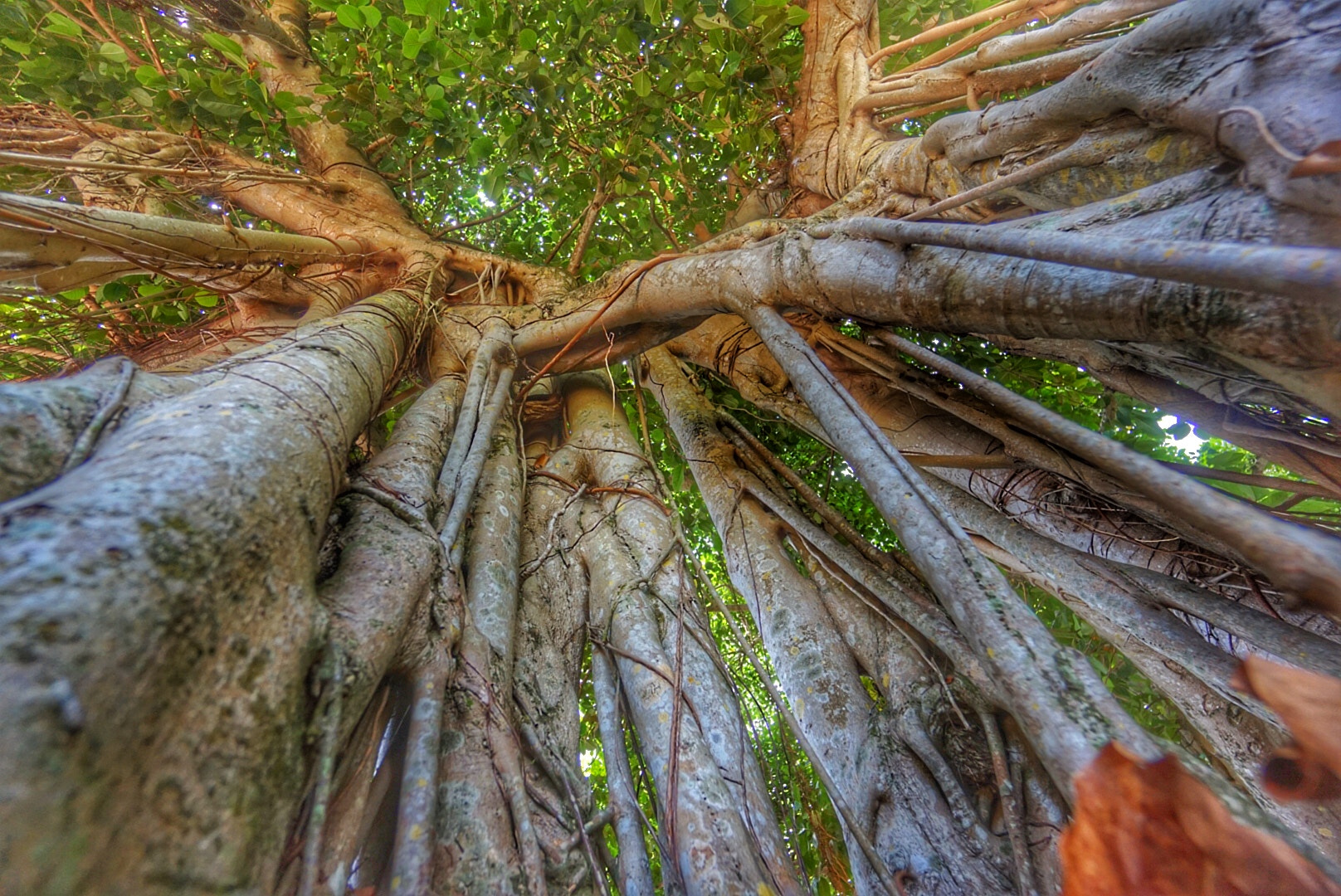 Sony Alpha QX1 sample photo. Looking up at the roots photography