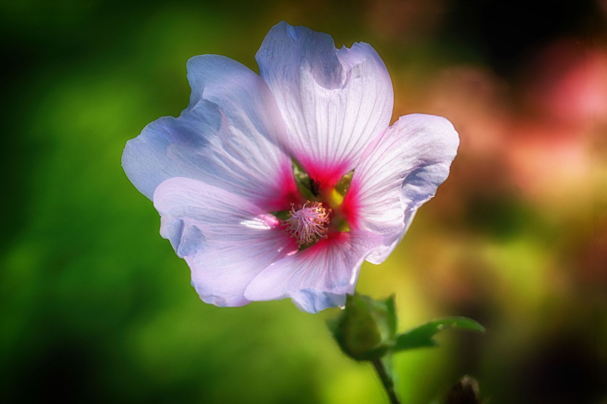 Sony ILCA-77M2 + 90mm F2.8 Macro SSM sample photo. Beim sonnenuntergang photography