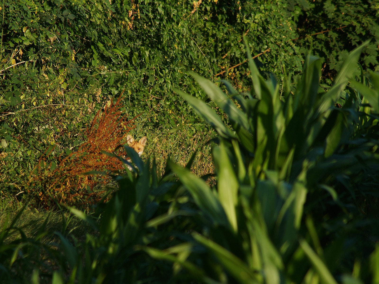 Sony SLT-A37 + Tamron Lens (255) sample photo. Il joue à ache cache le renard roux dans le grand maïs photography