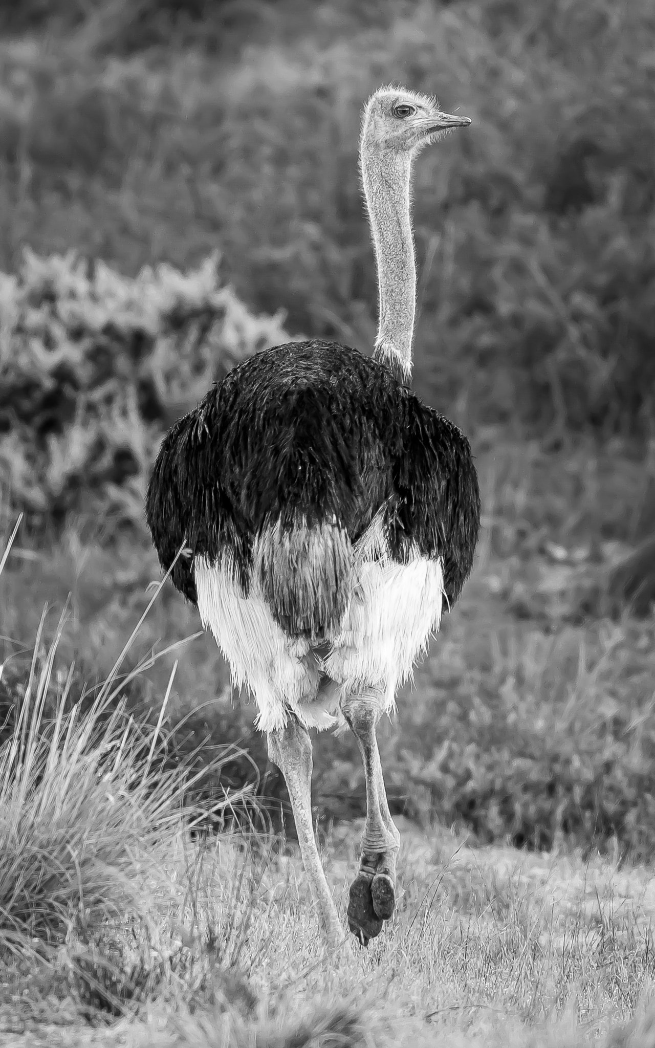 Canon EOS 1200D (EOS Rebel T5 / EOS Kiss X70 / EOS Hi) + Canon EF 400mm F5.6L USM sample photo. Monochrome ostrich photography