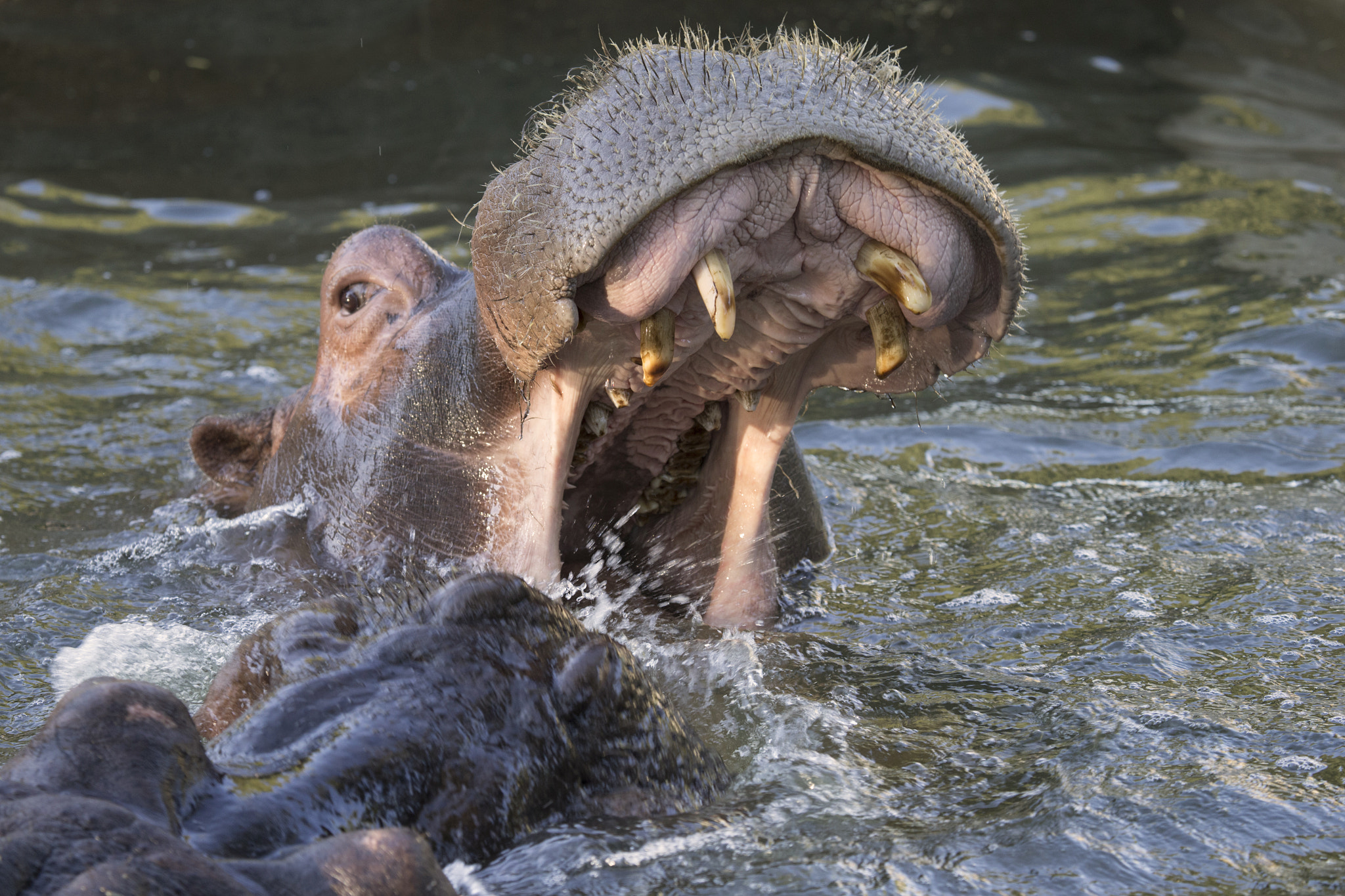 Canon EF 100-400mm F4.5-5.6L IS USM sample photo. Hippopotamus fighting photography