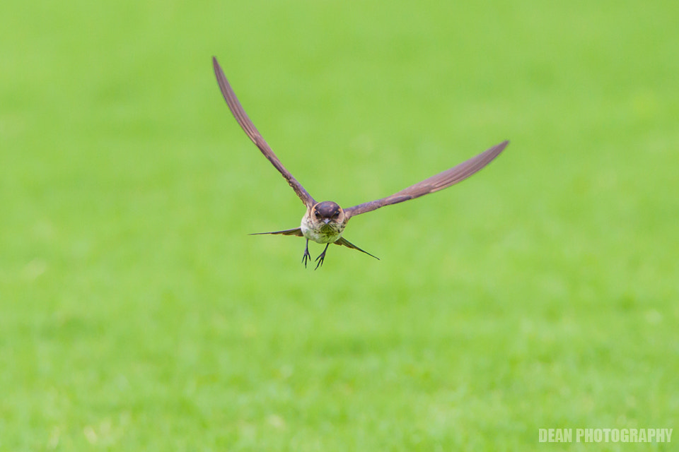 Canon EOS-1D Mark IV sample photo. Flying photography