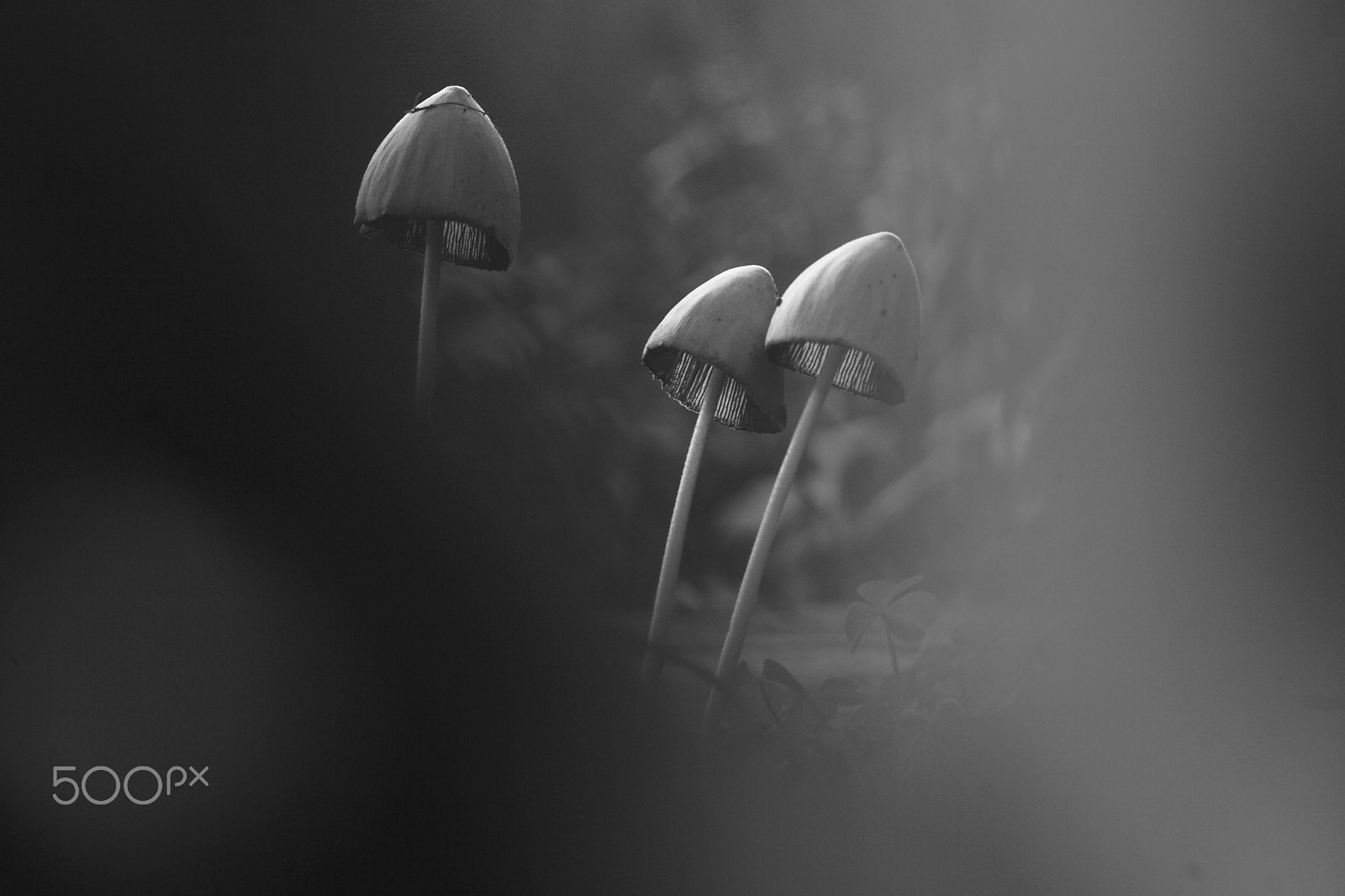 Canon EF 35-80mm f/4-5.6 sample photo. Mushroom photography