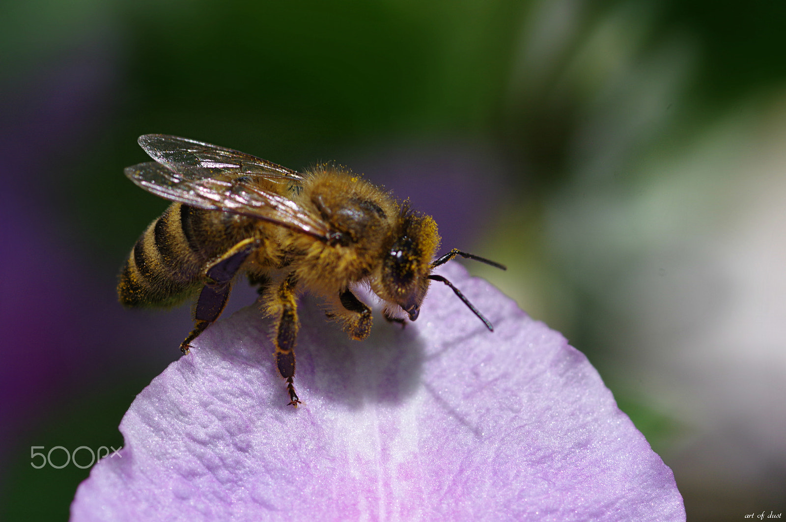 Pentax smc D-FA 100mm F2.8 macro sample photo. Summerfeelings photography