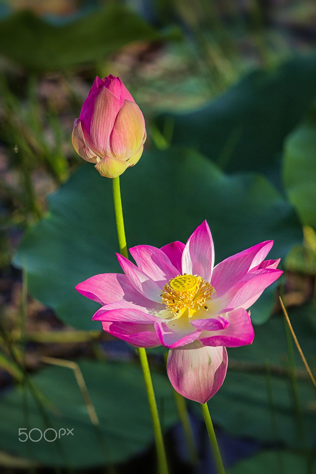 Canon EF 70-200mm F2.8L USM sample photo. Pink lotus photography