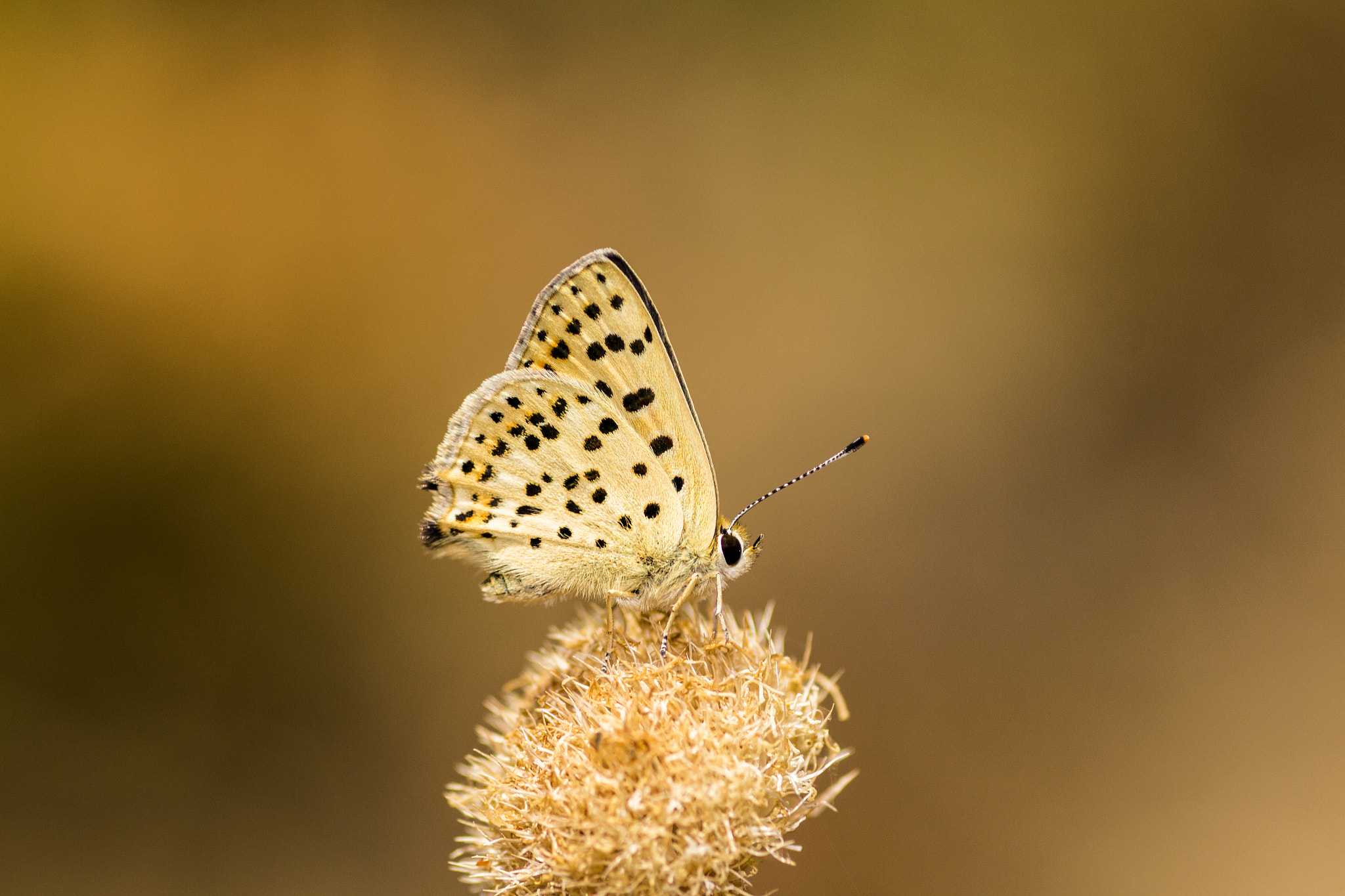 Canon EOS 700D (EOS Rebel T5i / EOS Kiss X7i) + Tamron SP AF 90mm F2.8 Di Macro sample photo. Lycaena tityrus photography