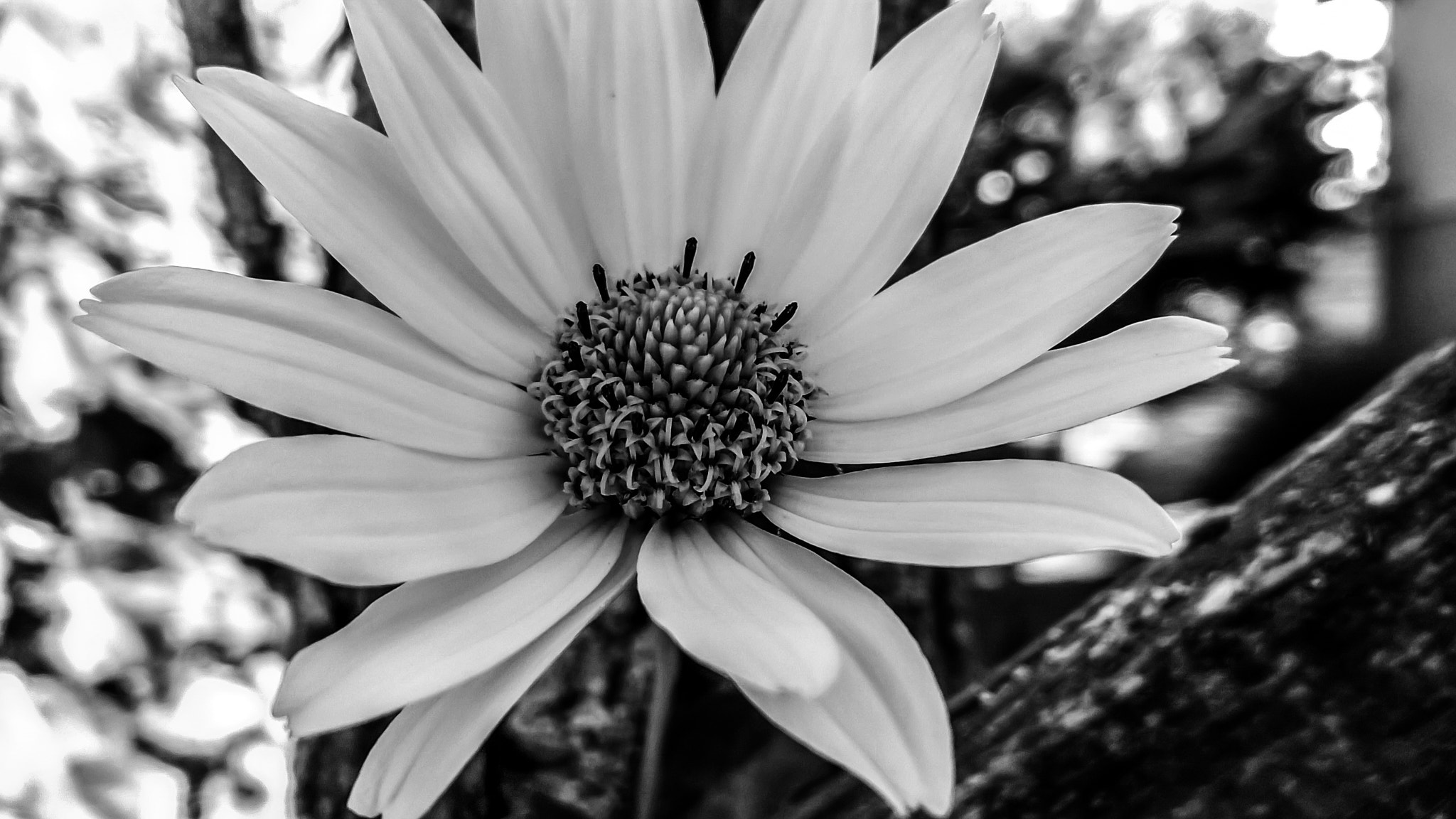 Nokia Lumia 735 sample photo. Yellow in bnw photography