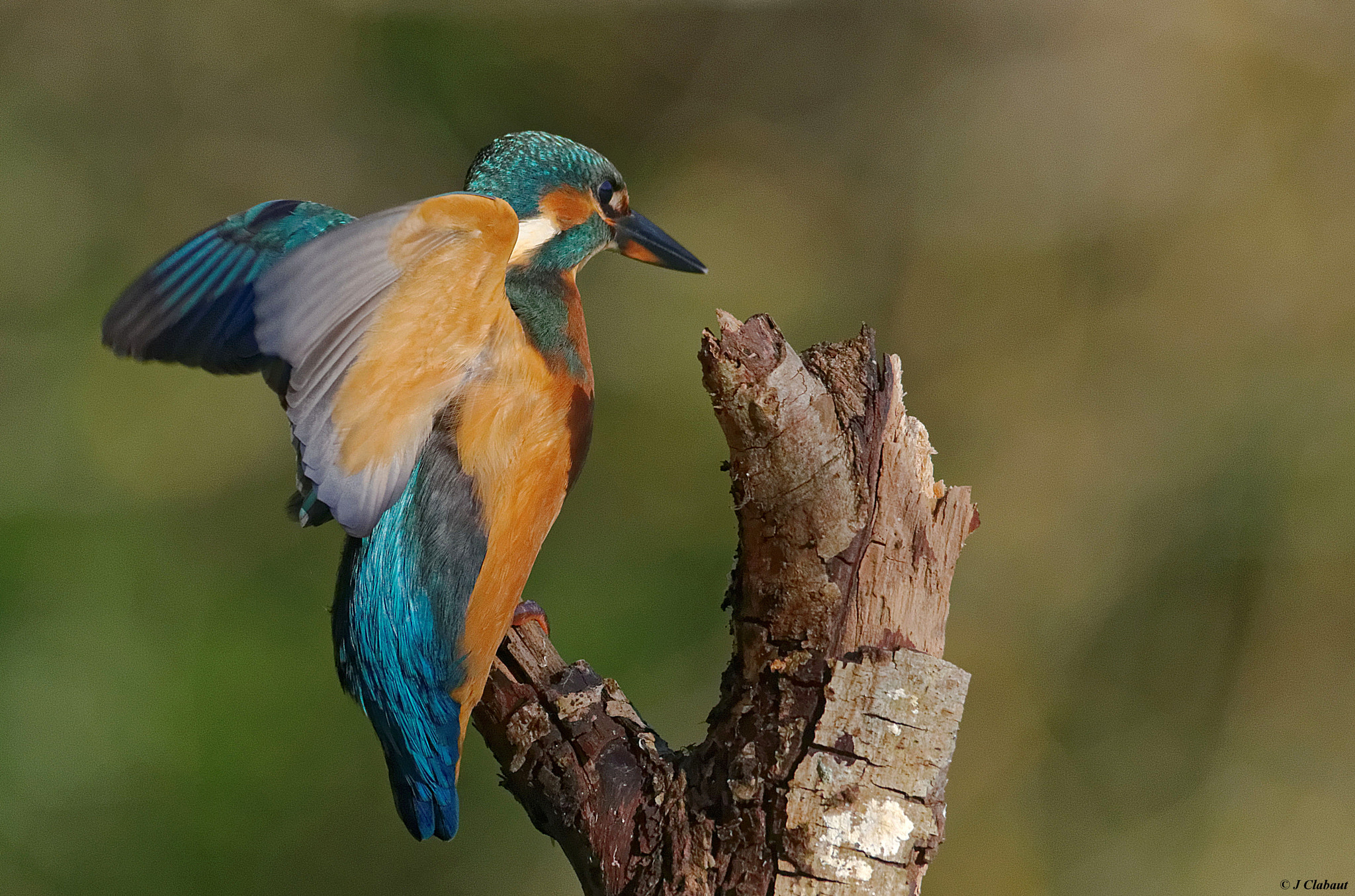 Sigma 150-500mm F5-6.3 DG OS HSM sample photo. Martin-pêcheur photography