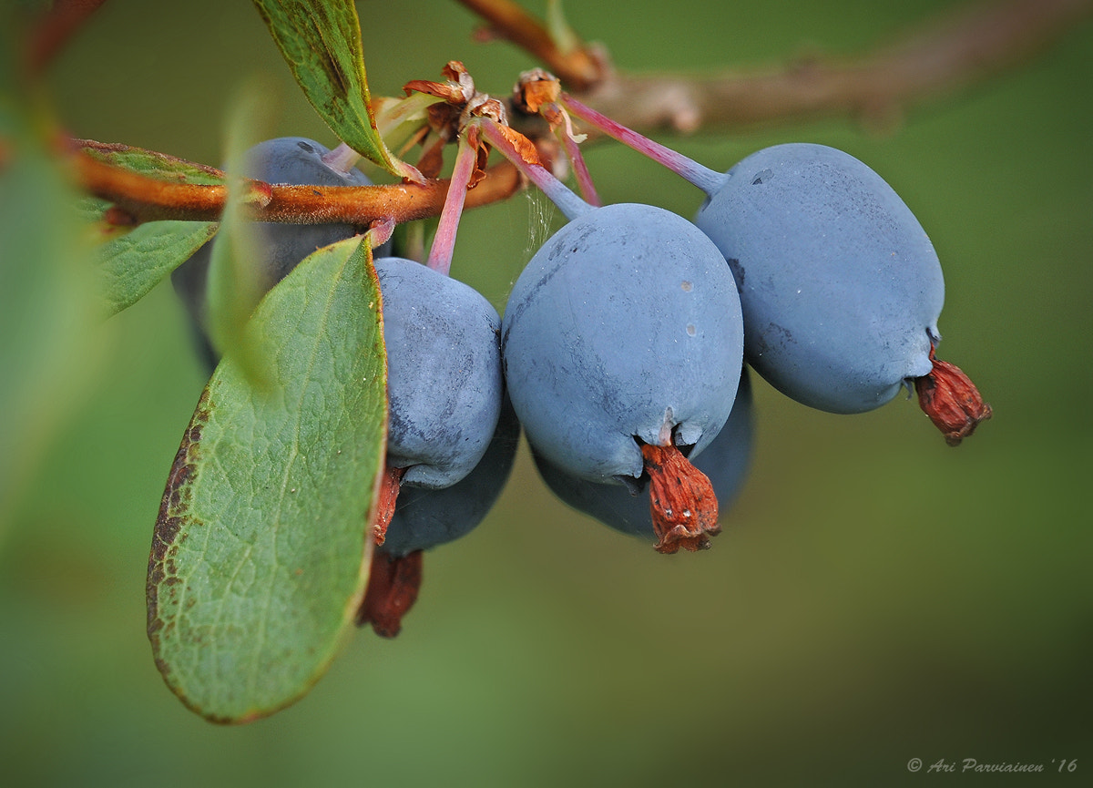 Sigma 150mm F2.8 EX DG OS Macro HSM sample photo. Bog bilberries photography