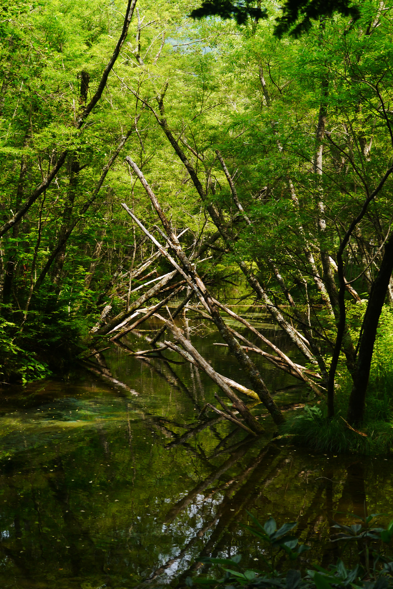 Panasonic Lumix DMC-GX1 sample photo. Woods in a forest photography