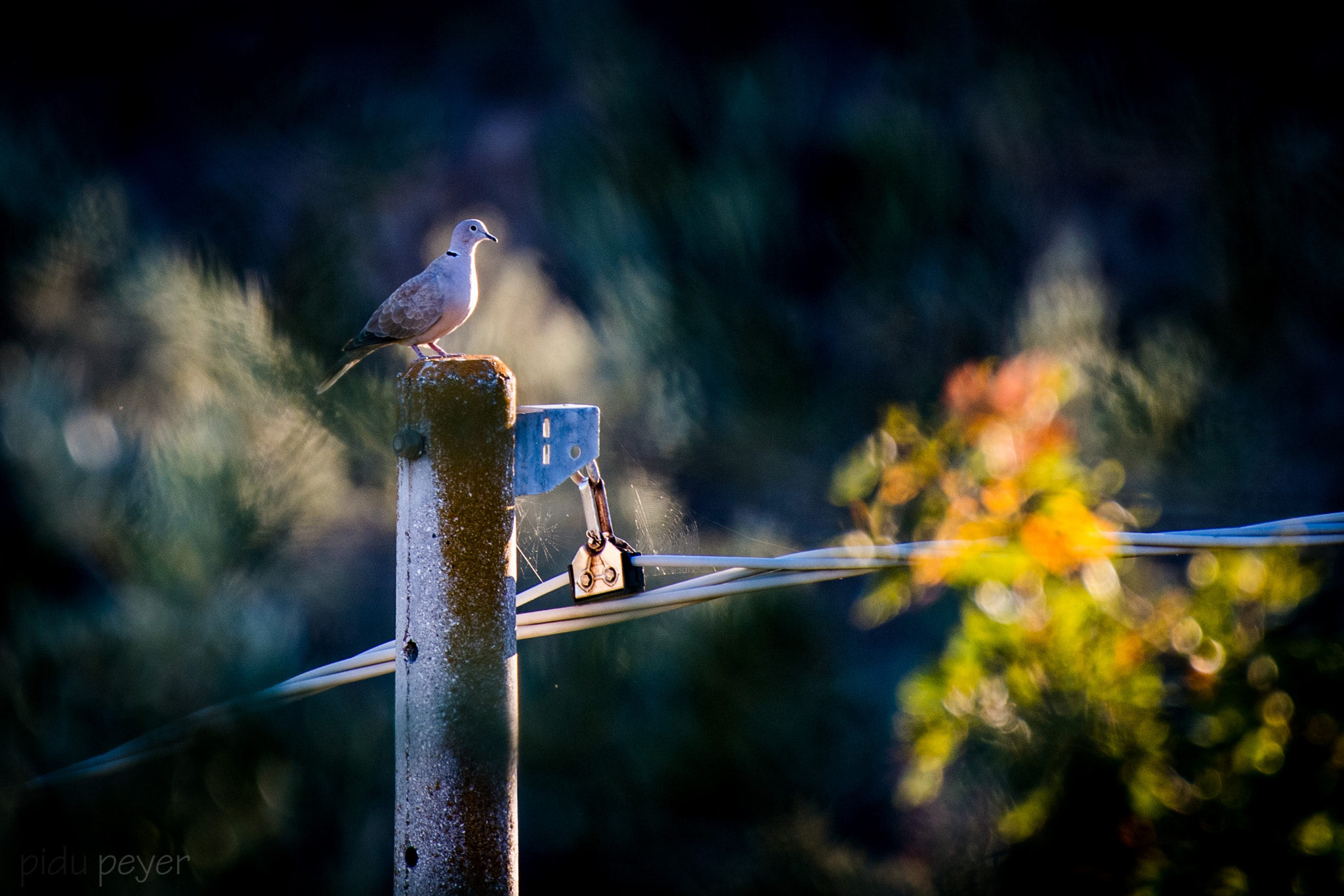 Nikon AF-S Nikkor 200-500mm F5.6E ED VR sample photo. Pigeon on pillar photography
