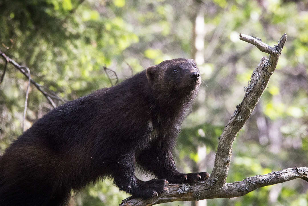 Canon EOS 60D + Sigma 150-600mm F5-6.3 DG OS HSM | C sample photo. Ok photography