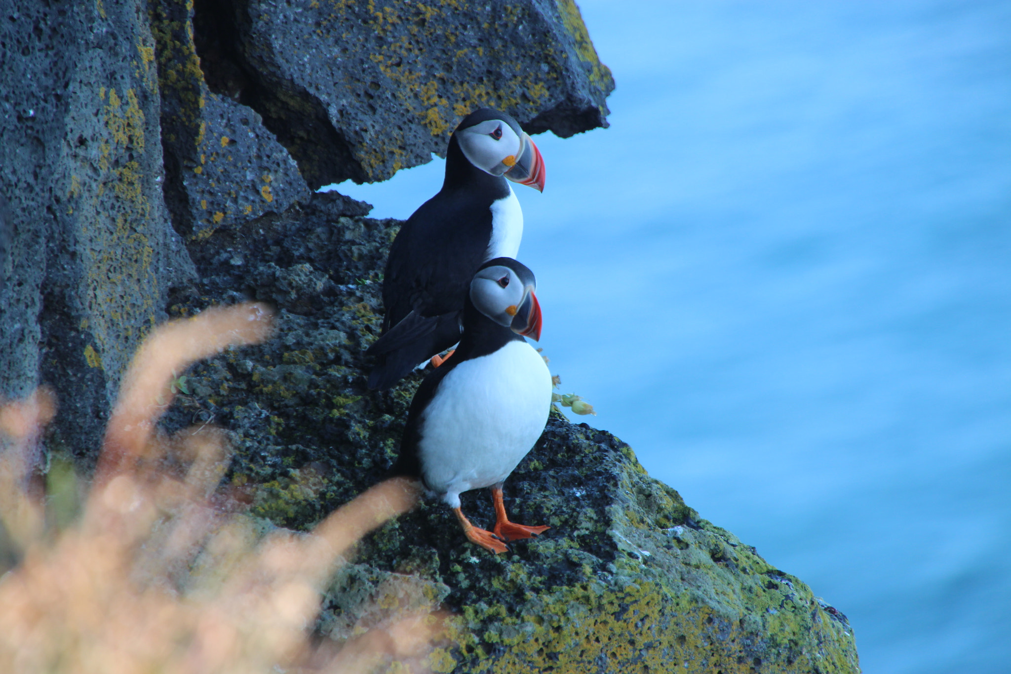 Canon EOS 650D (EOS Rebel T4i / EOS Kiss X6i) sample photo. Puffins photography