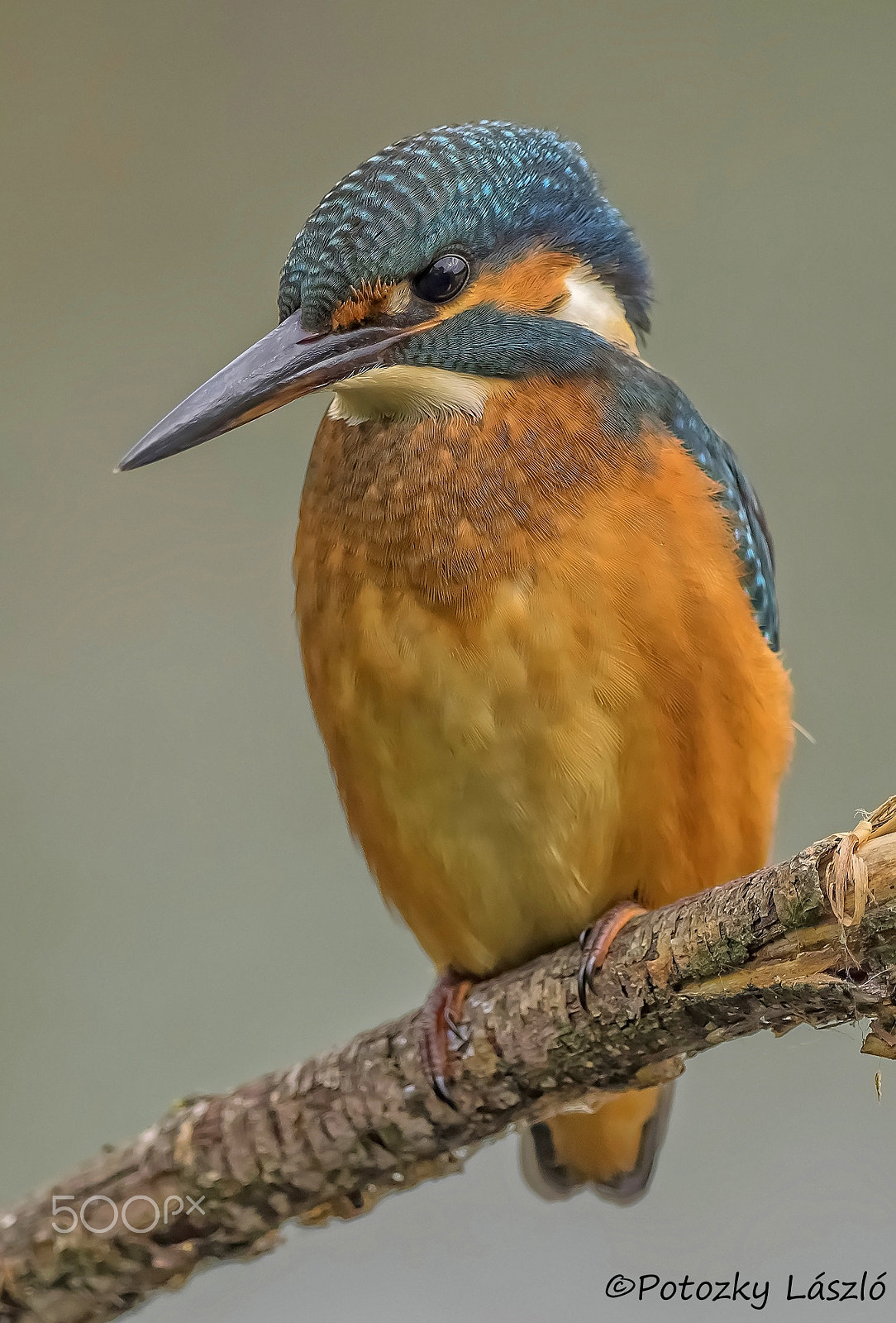 Olympus OM-D E-M1 + OLYMPUS M.300mm F4.0 sample photo. Kingfisher photography