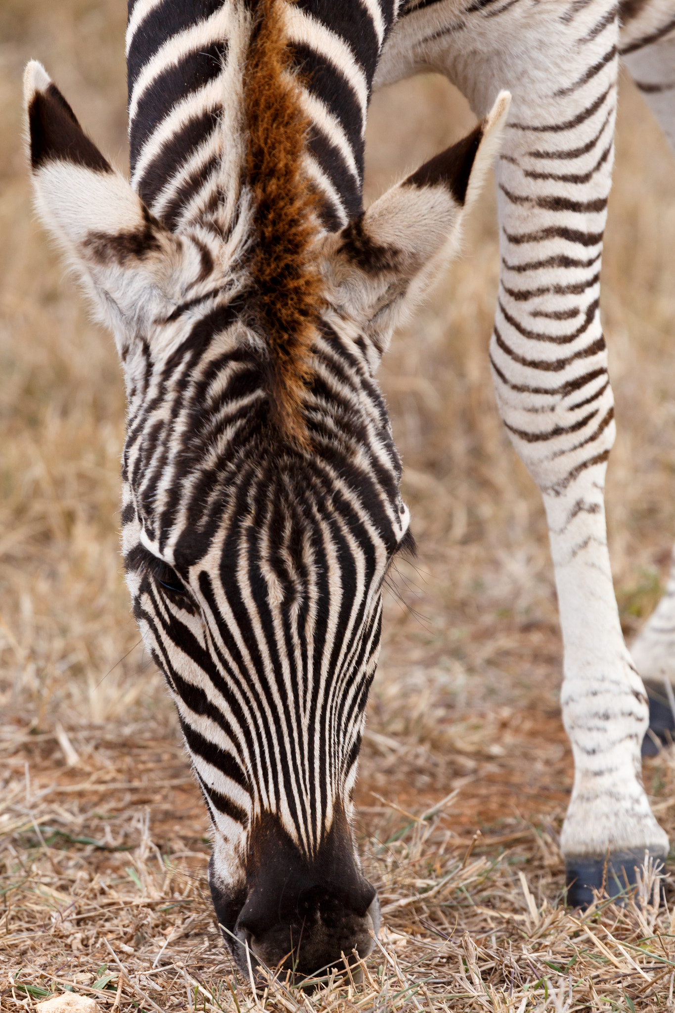 Canon EF 100-400mm F4.5-5.6L IS USM sample photo. Front view of a burchell's zebra photography