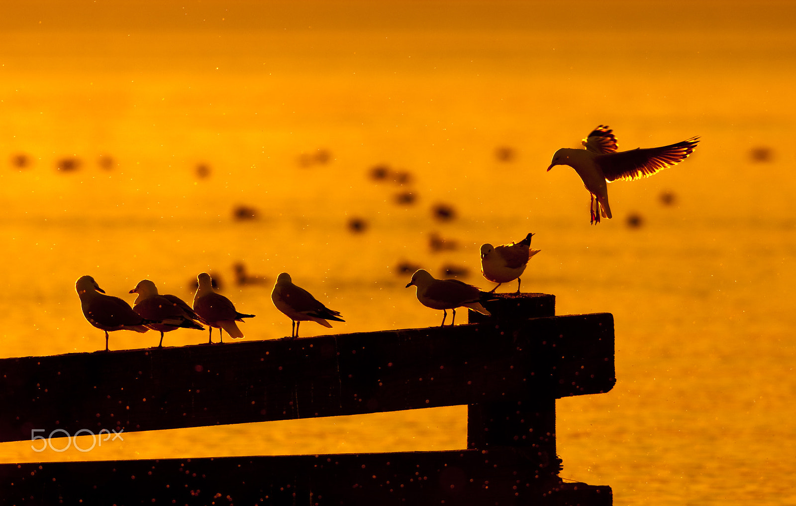 Nikon D2X + Nikon AF-S Nikkor 300mm F2.8G ED-IF VR sample photo. Seagulls photography