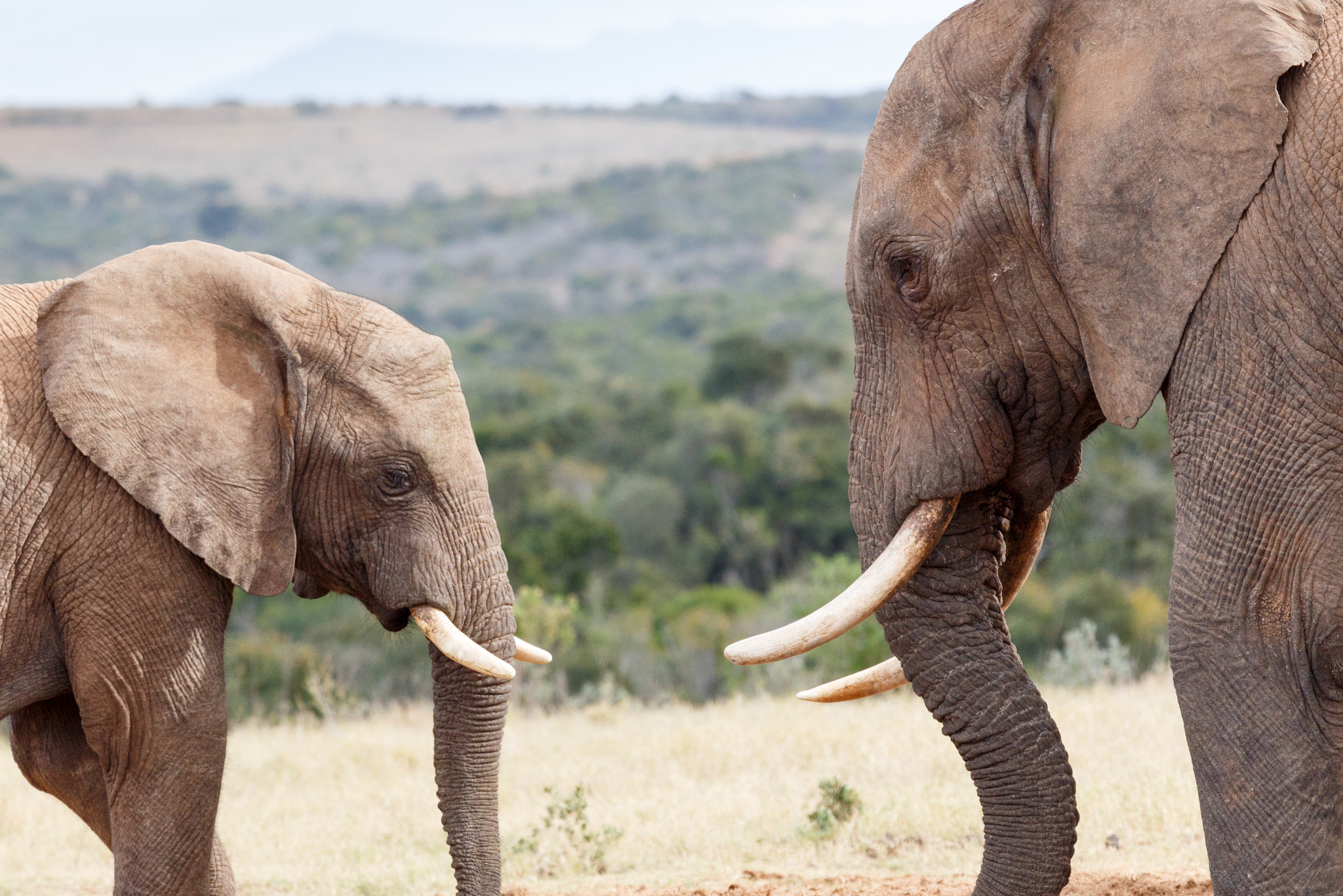 Canon EF 100-400mm F4.5-5.6L IS USM sample photo. Having a moment - african bush elephant photography
