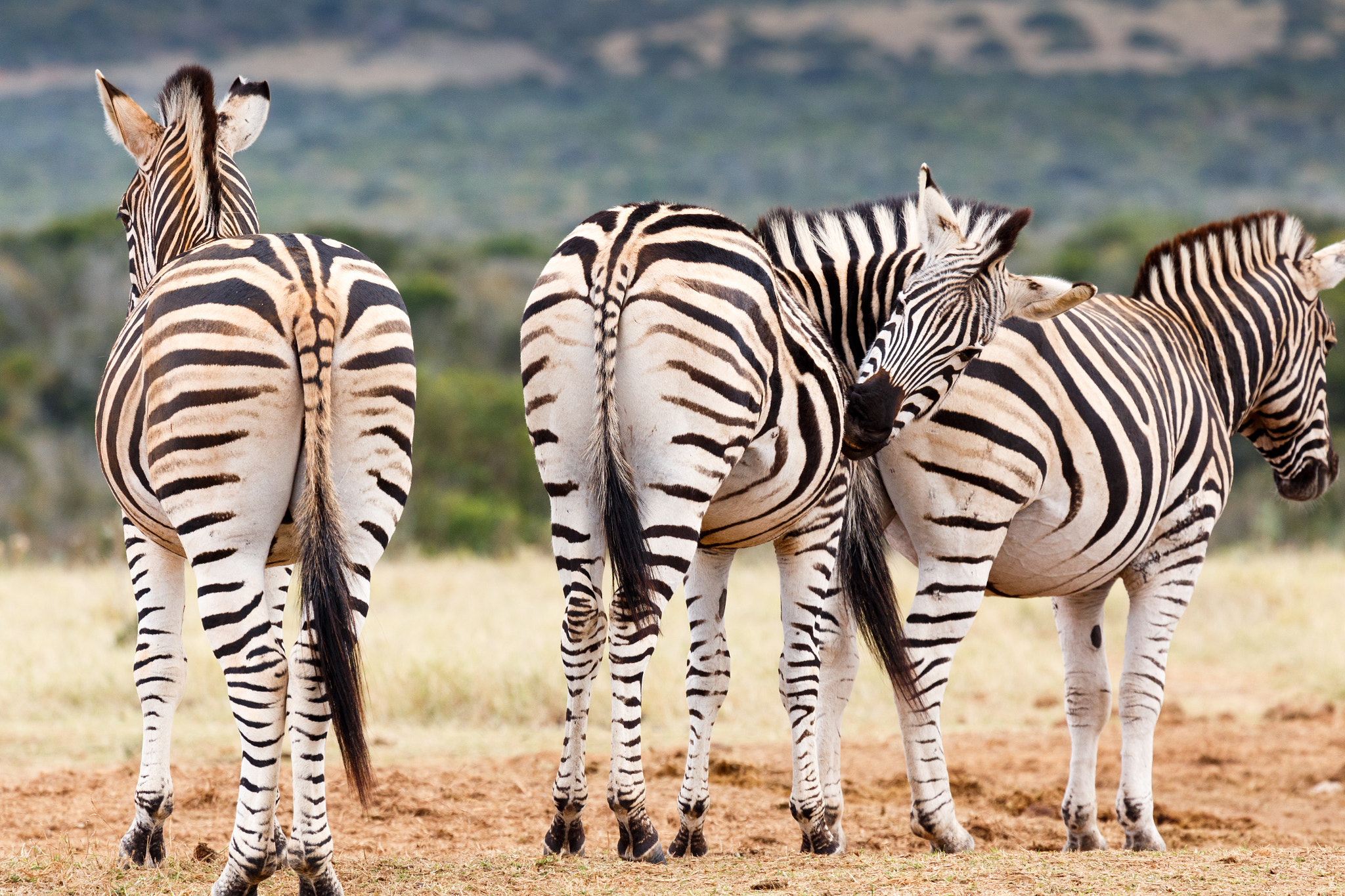 Canon EF 100-400mm F4.5-5.6L IS USM sample photo. Don't look, need to scratch my bum - burchell's zebra photography