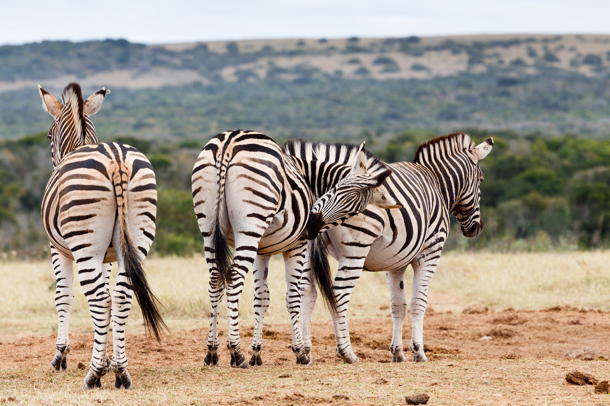 Canon EF 100-400mm F4.5-5.6L IS USM sample photo. Scratching time - burchell's zebra photography