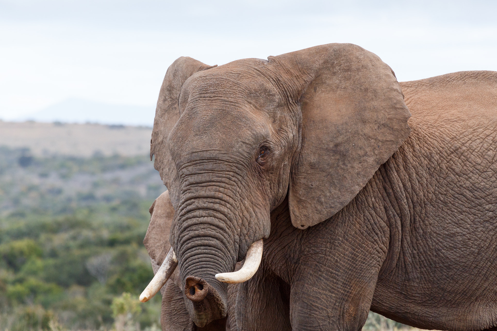 Canon EF 100-400mm F4.5-5.6L IS USM sample photo. I know you - african bush elephant photography