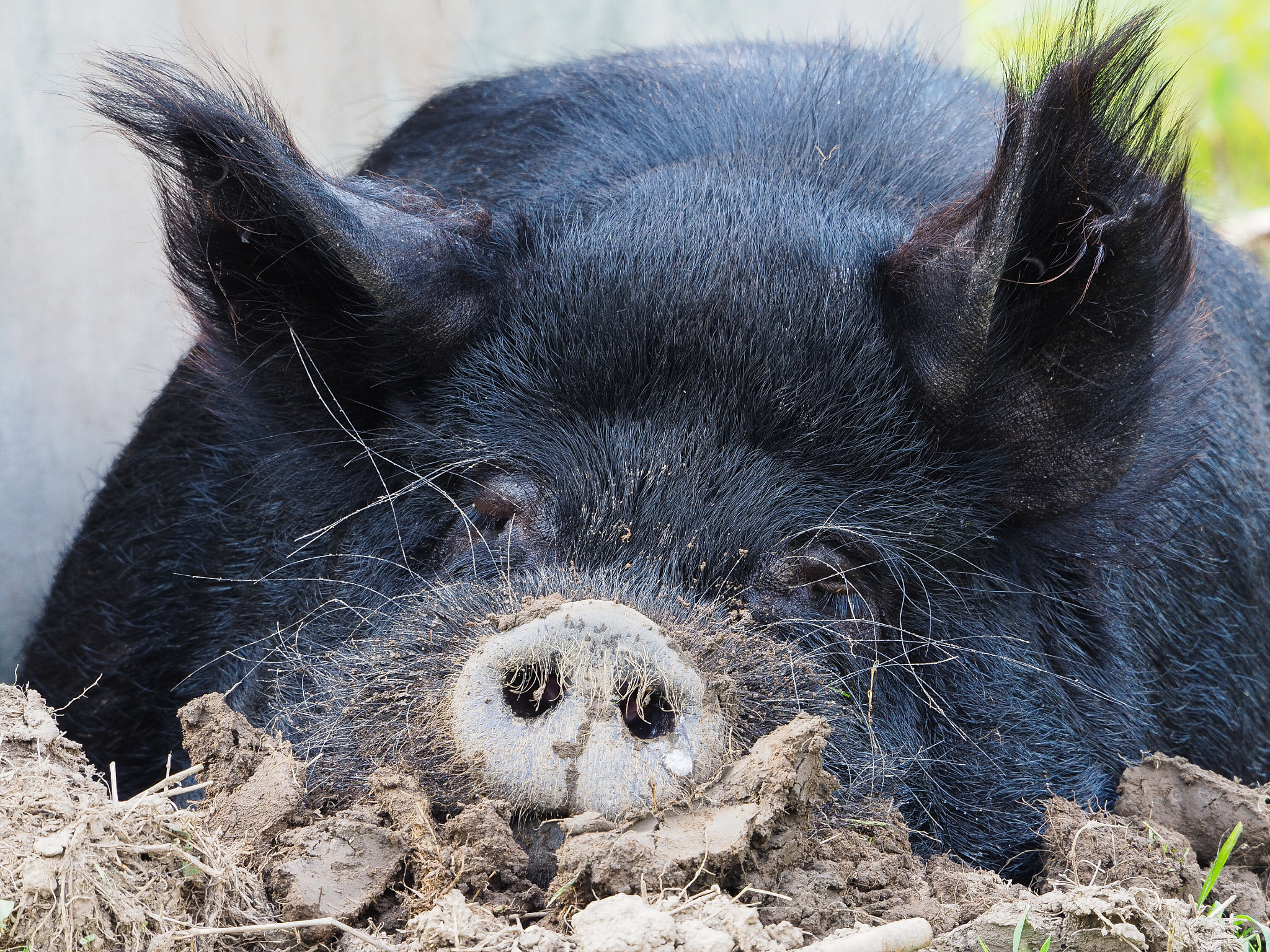 Olympus OM-D E-M10 II sample photo. Sleeping black pig photography