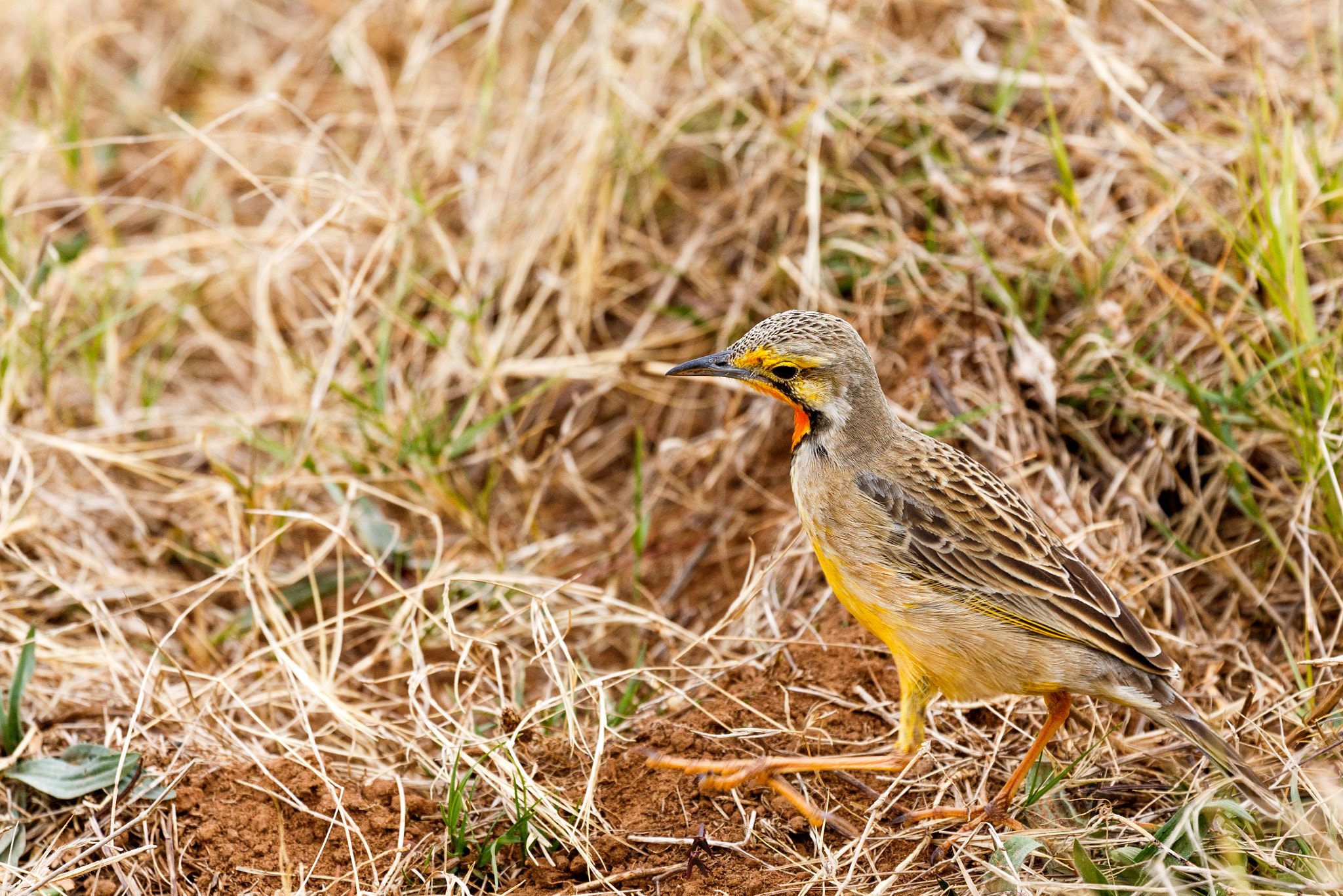 Canon EF 100-400mm F4.5-5.6L IS USM sample photo. Yellow bird wondering about photography