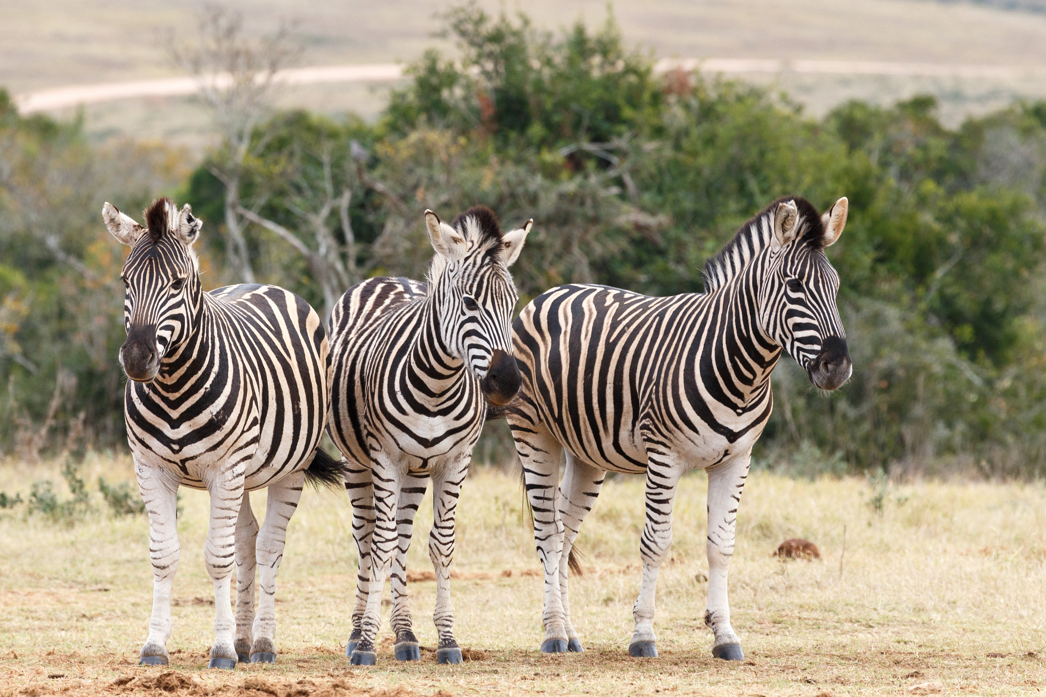 Canon EF 100-400mm F4.5-5.6L IS USM sample photo. Which way to look at the camera - burchell's zebra photography