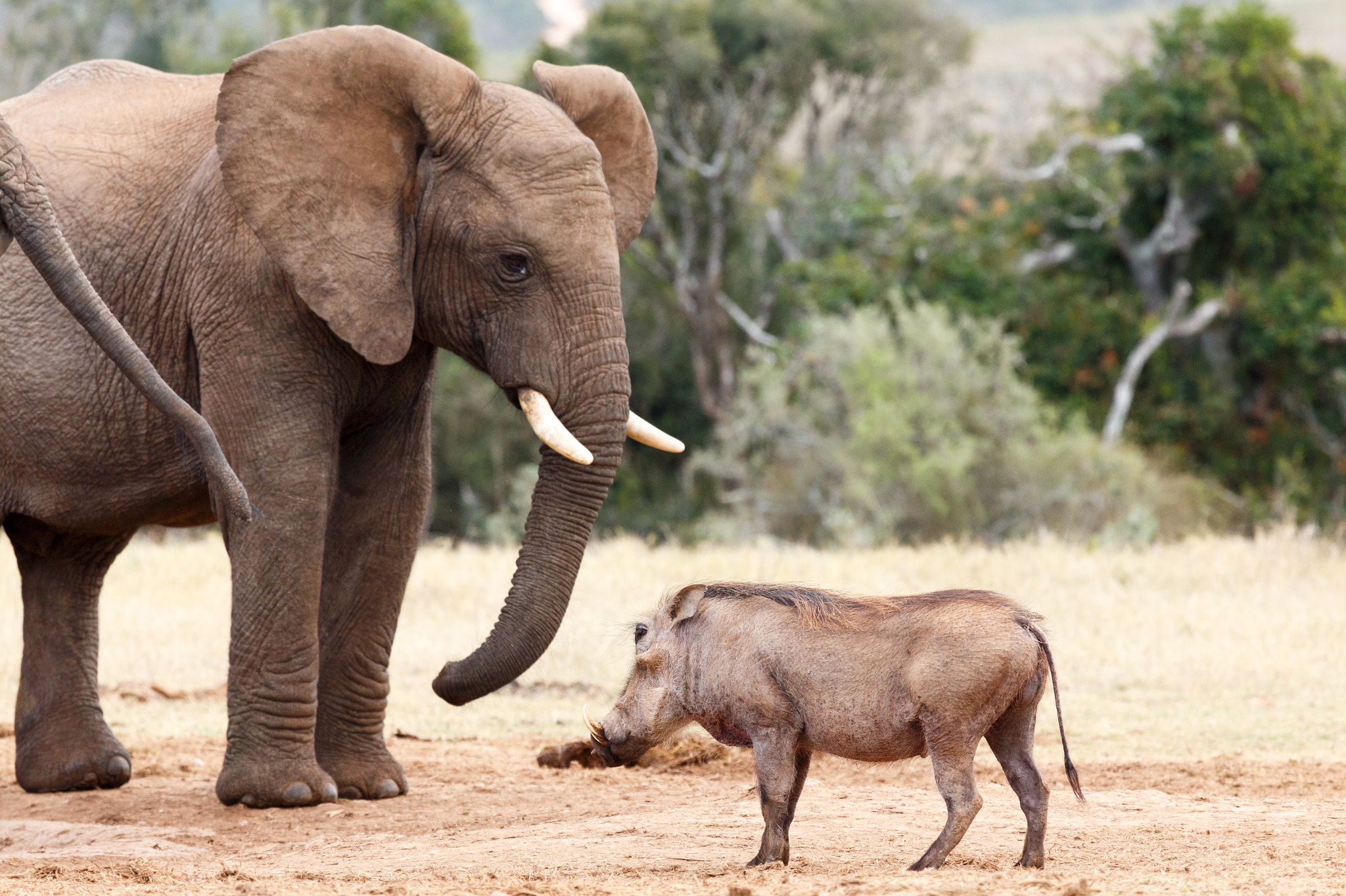 Canon EF 100-400mm F4.5-5.6L IS USM sample photo. Stop and stare at you - african bush elephant photography