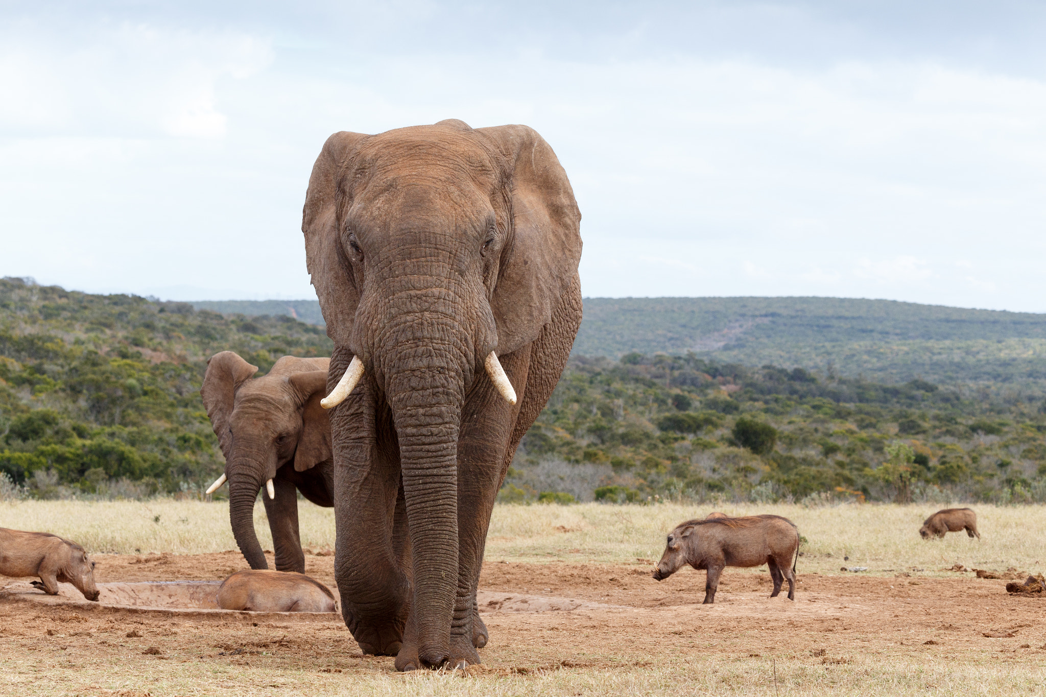 Canon EF 100-400mm F4.5-5.6L IS USM sample photo. Coming straight at you - african bush elephant photography