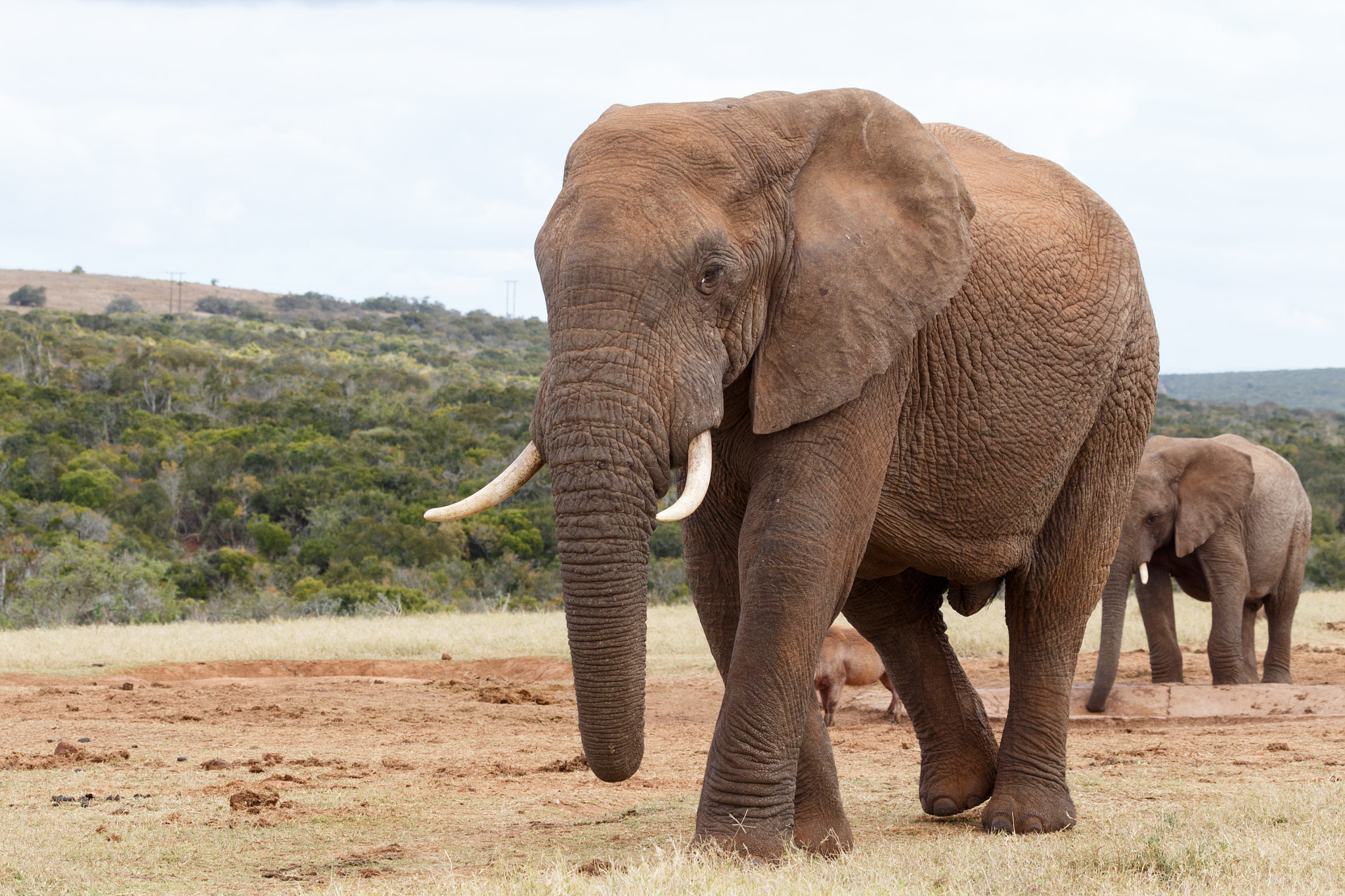 Canon EF 100-400mm F4.5-5.6L IS USM sample photo. My side view - african bush elephant photography