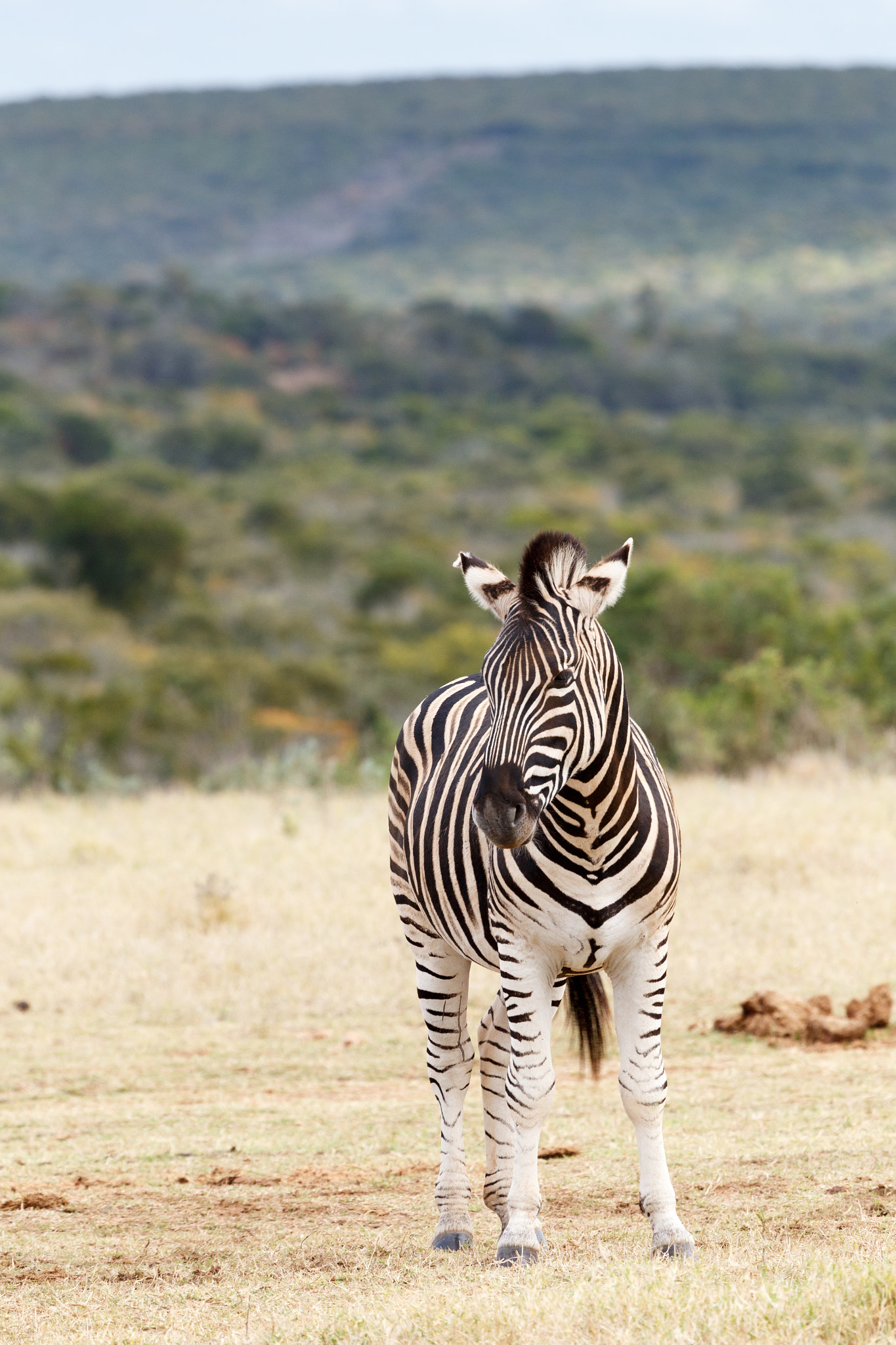 Canon EF 100-400mm F4.5-5.6L IS USM sample photo. Don't stare at me - burchell's zebra photography