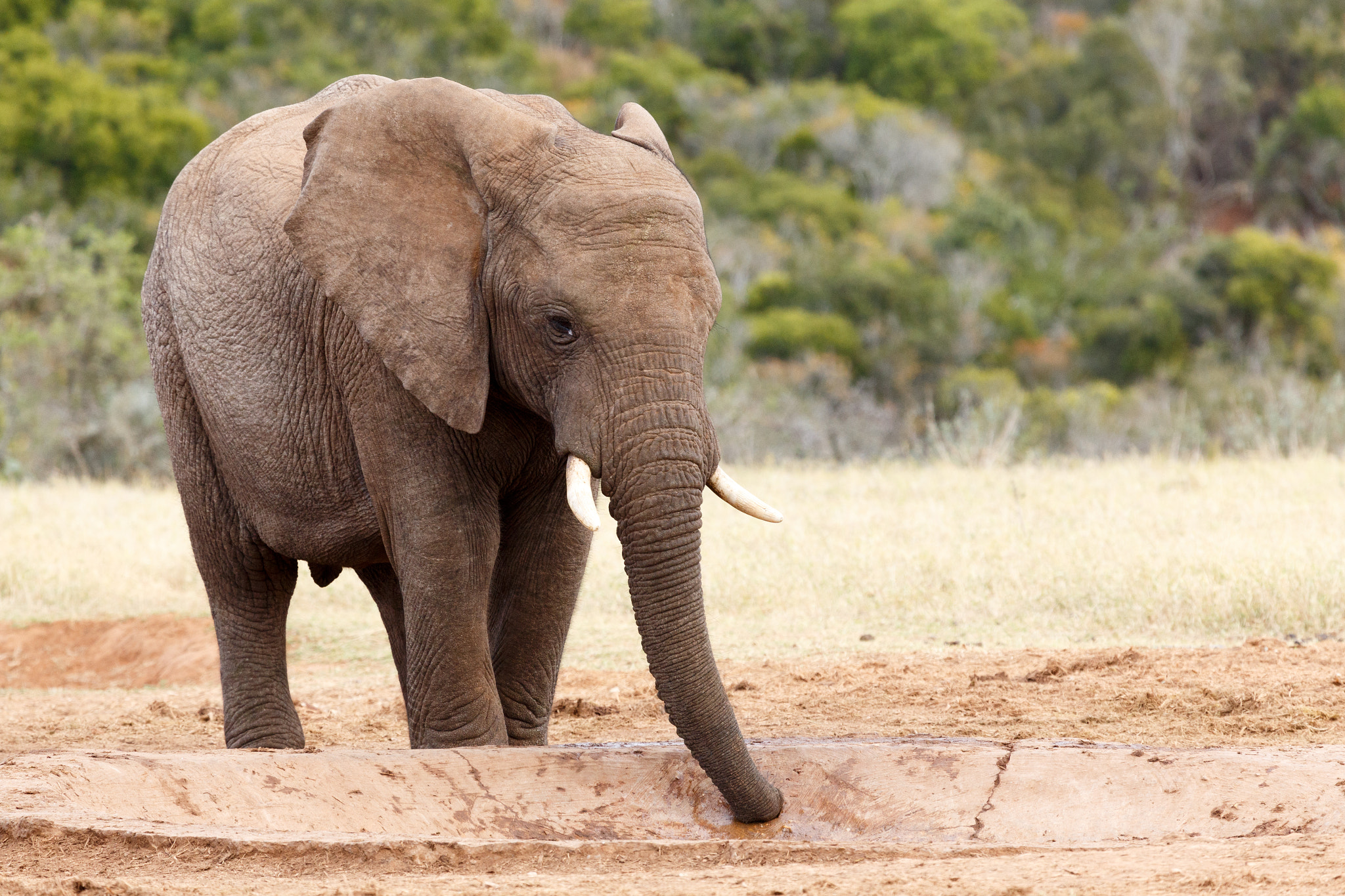Canon EF 100-400mm F4.5-5.6L IS USM sample photo. Sucking up the water - african bush elephant photography