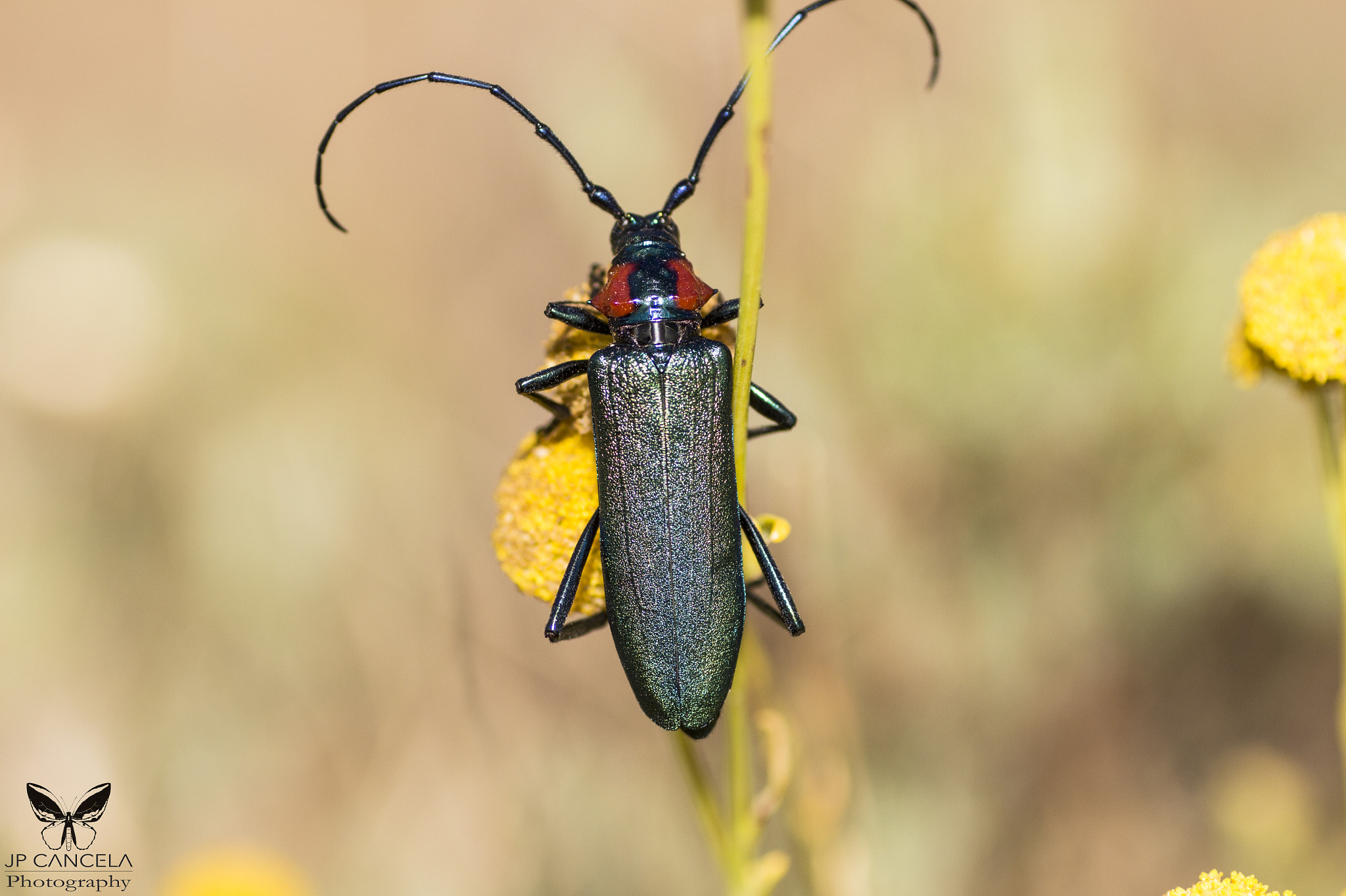 Canon EOS 700D (EOS Rebel T5i / EOS Kiss X7i) + Tamron SP AF 90mm F2.8 Di Macro sample photo. Aromia moschata photography