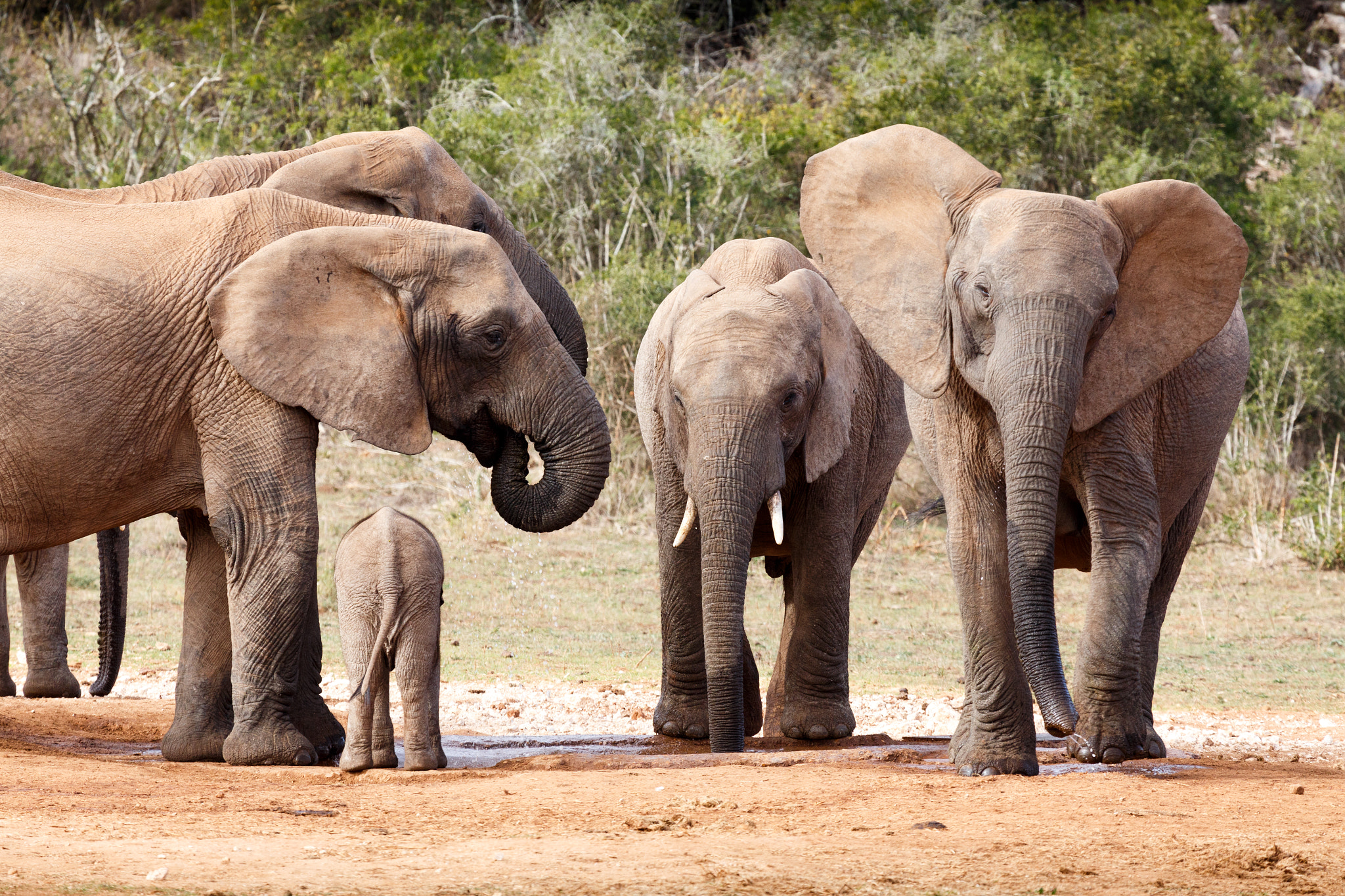 Canon EF 100-400mm F4.5-5.6L IS USM sample photo. Happy day at the dam - african bush elephant photography