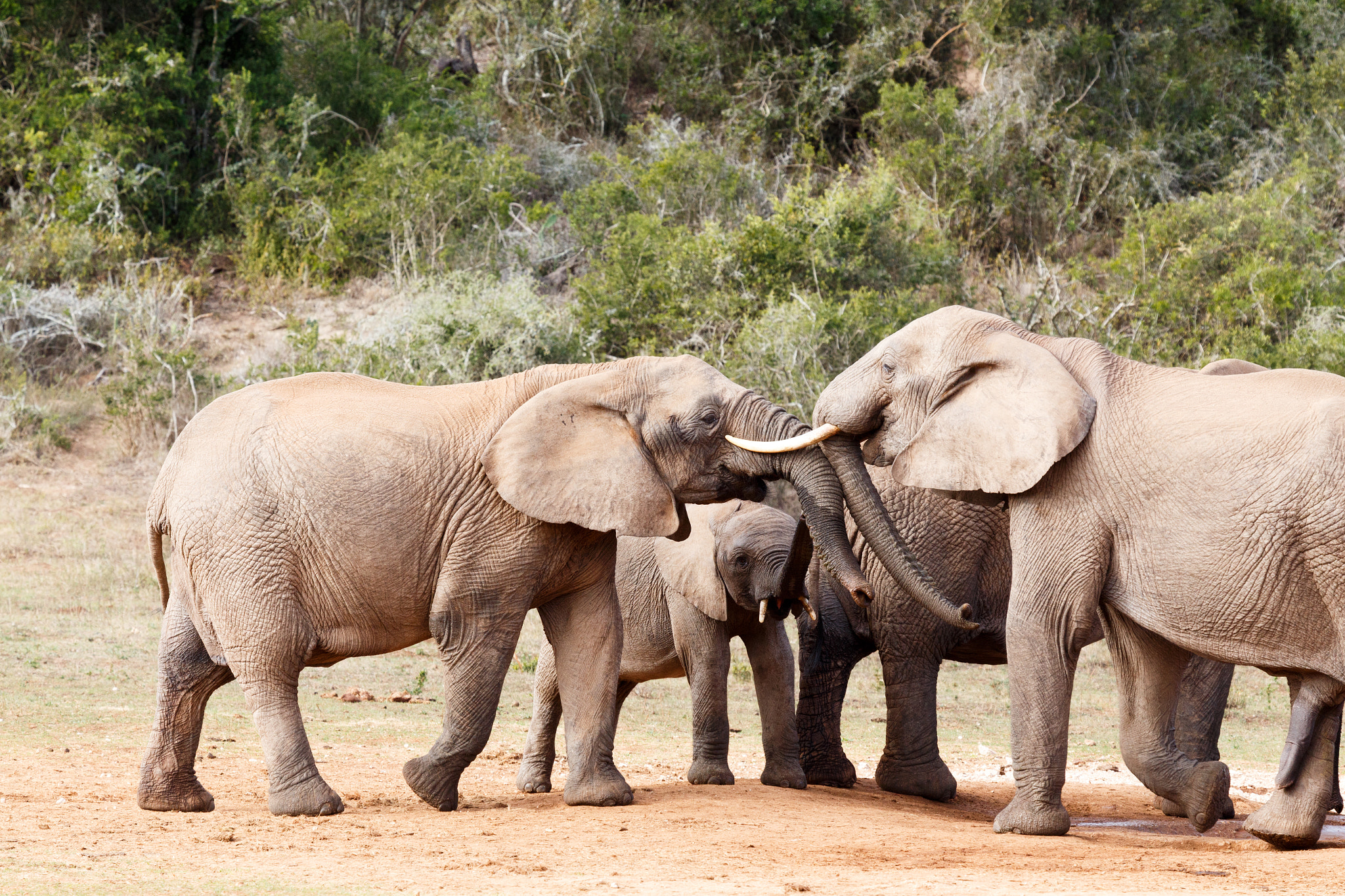 Canon EF 100-400mm F4.5-5.6L IS USM sample photo. Elephant trunk play day - african bush elephant photography